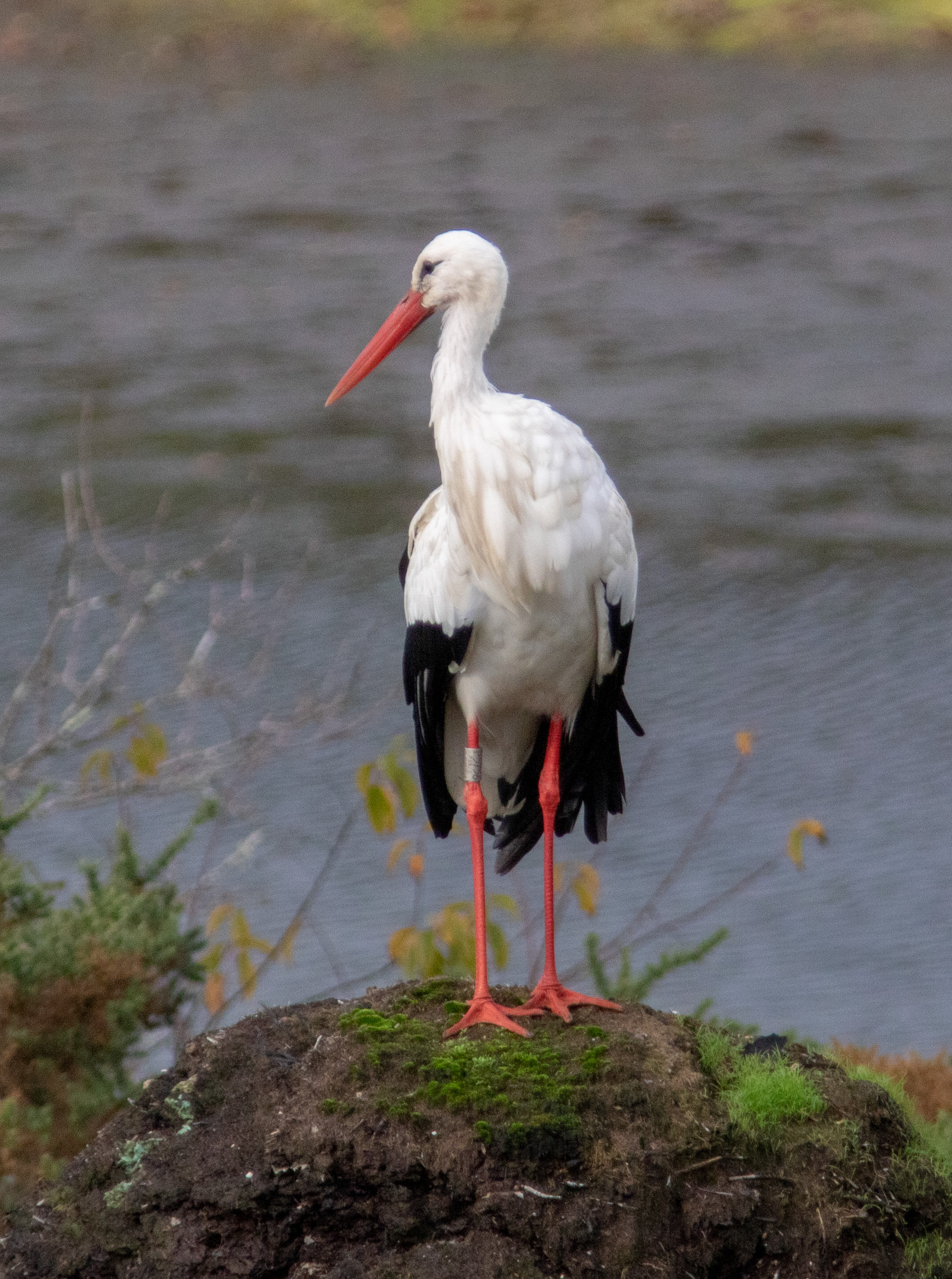 Miniature