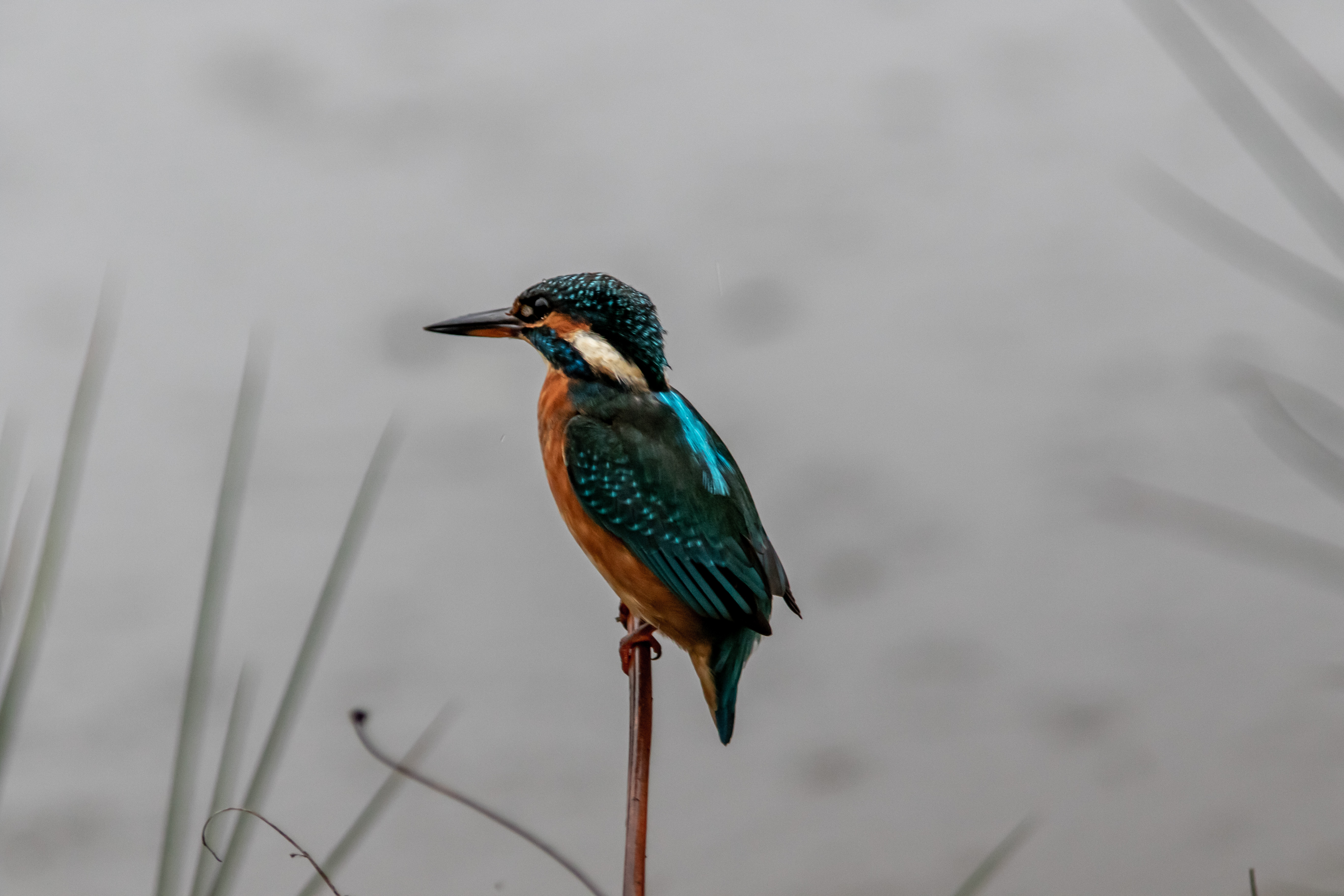 Miniature