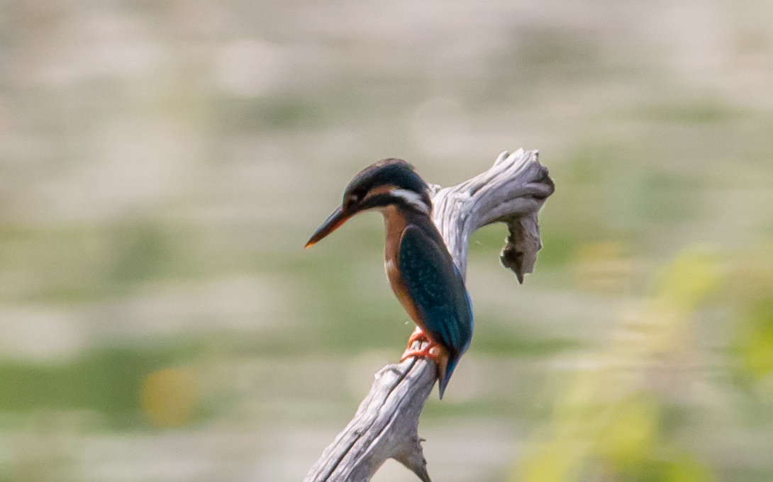 Miniature