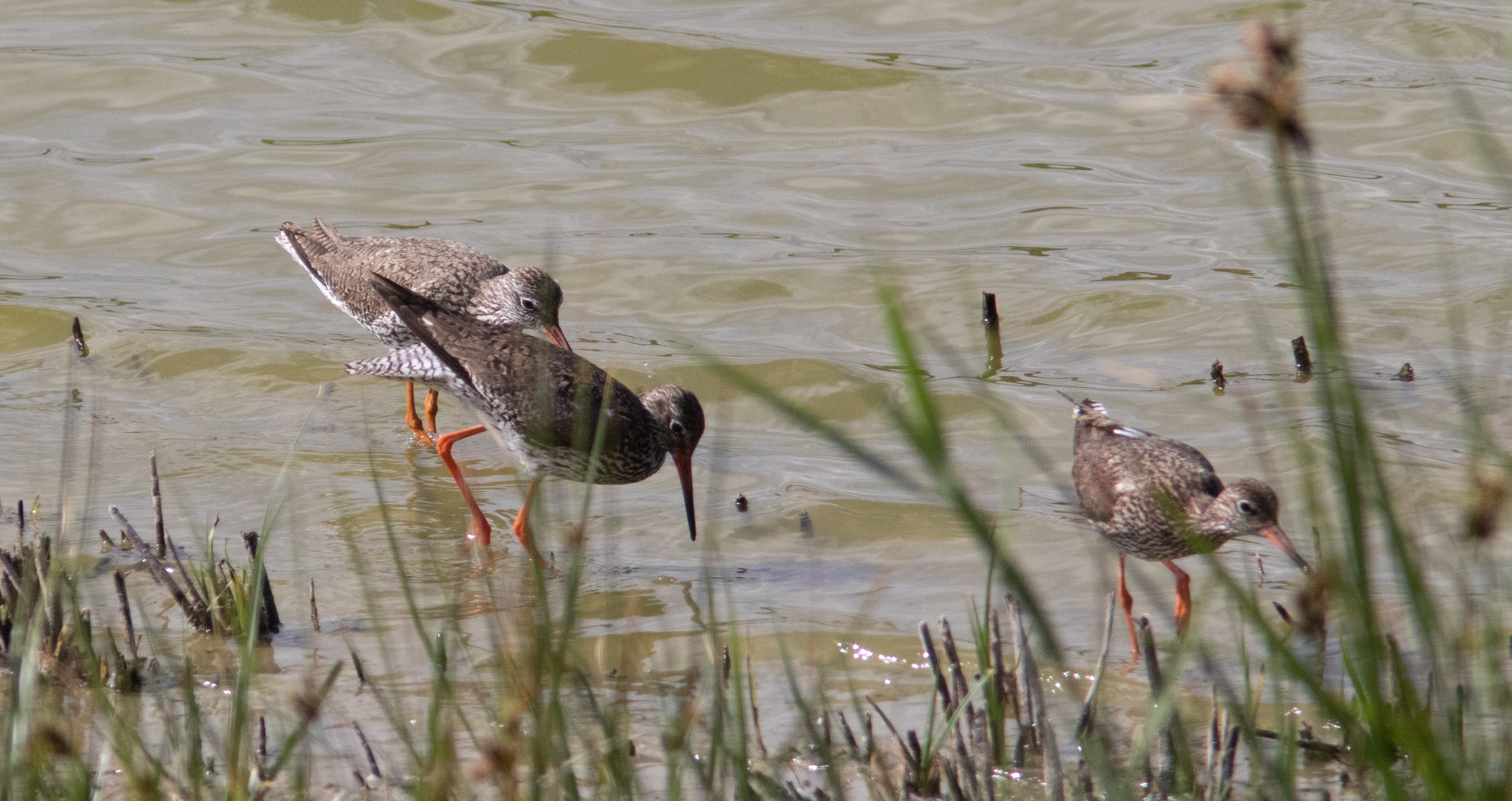 Miniature