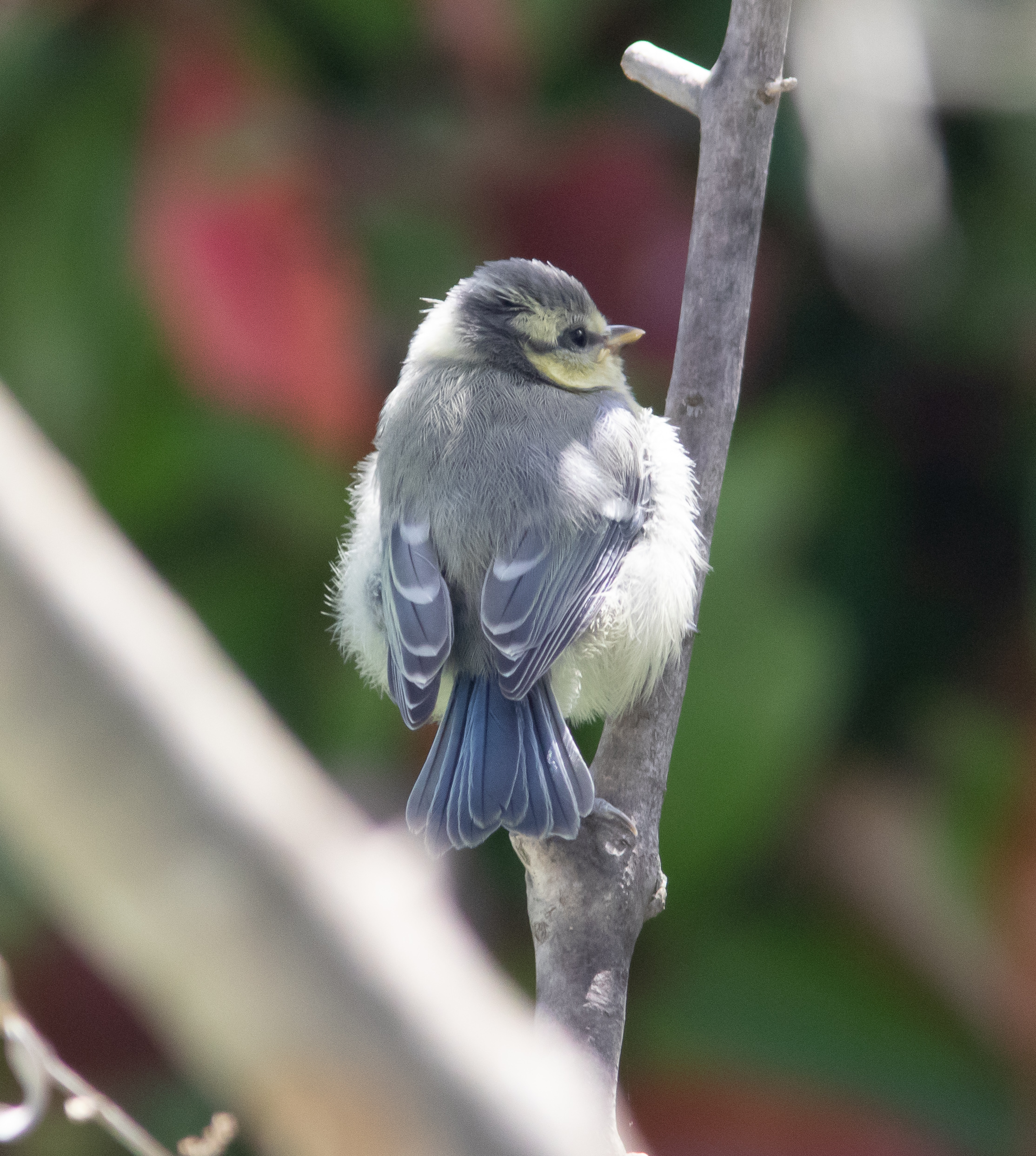 Miniature