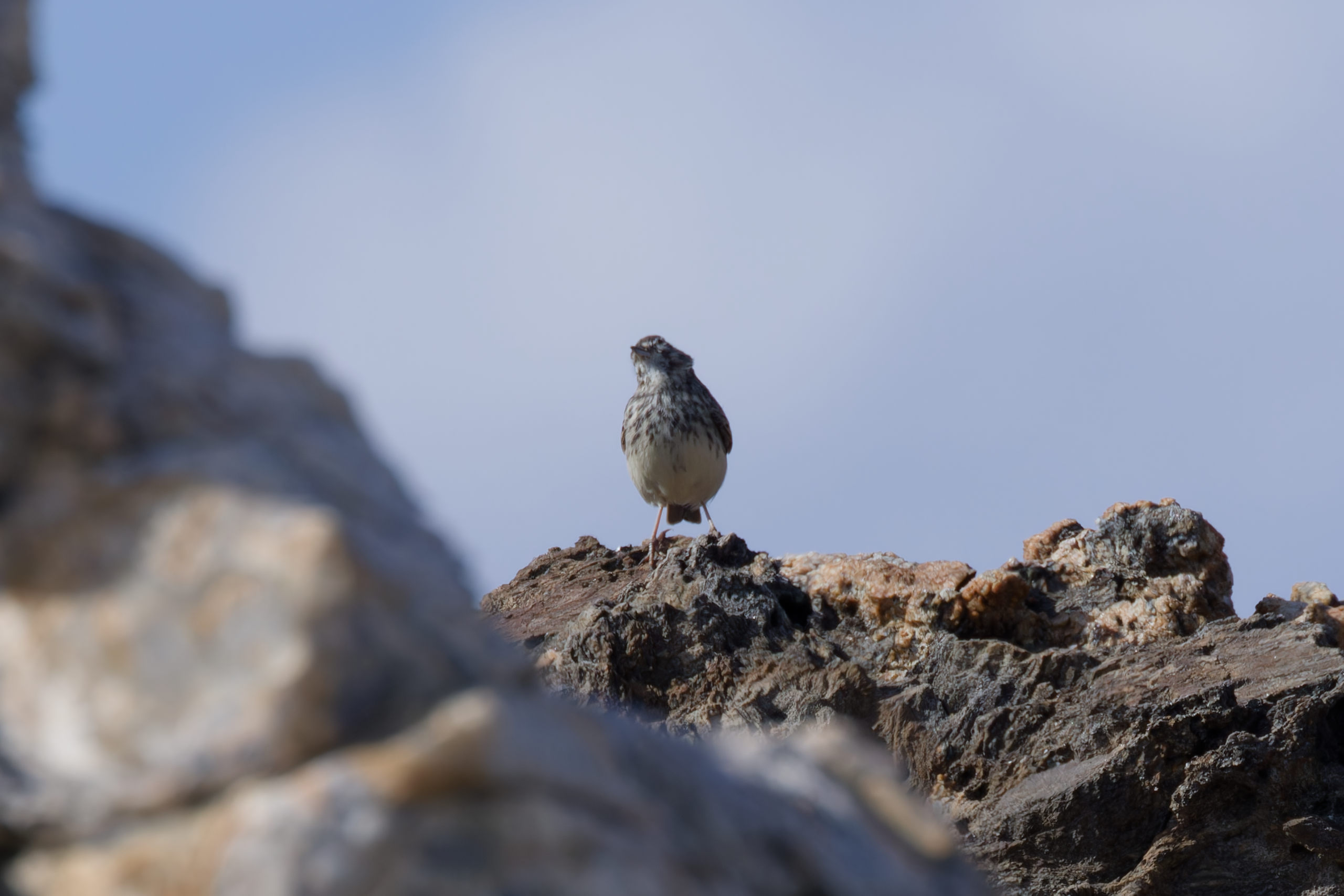 Miniature