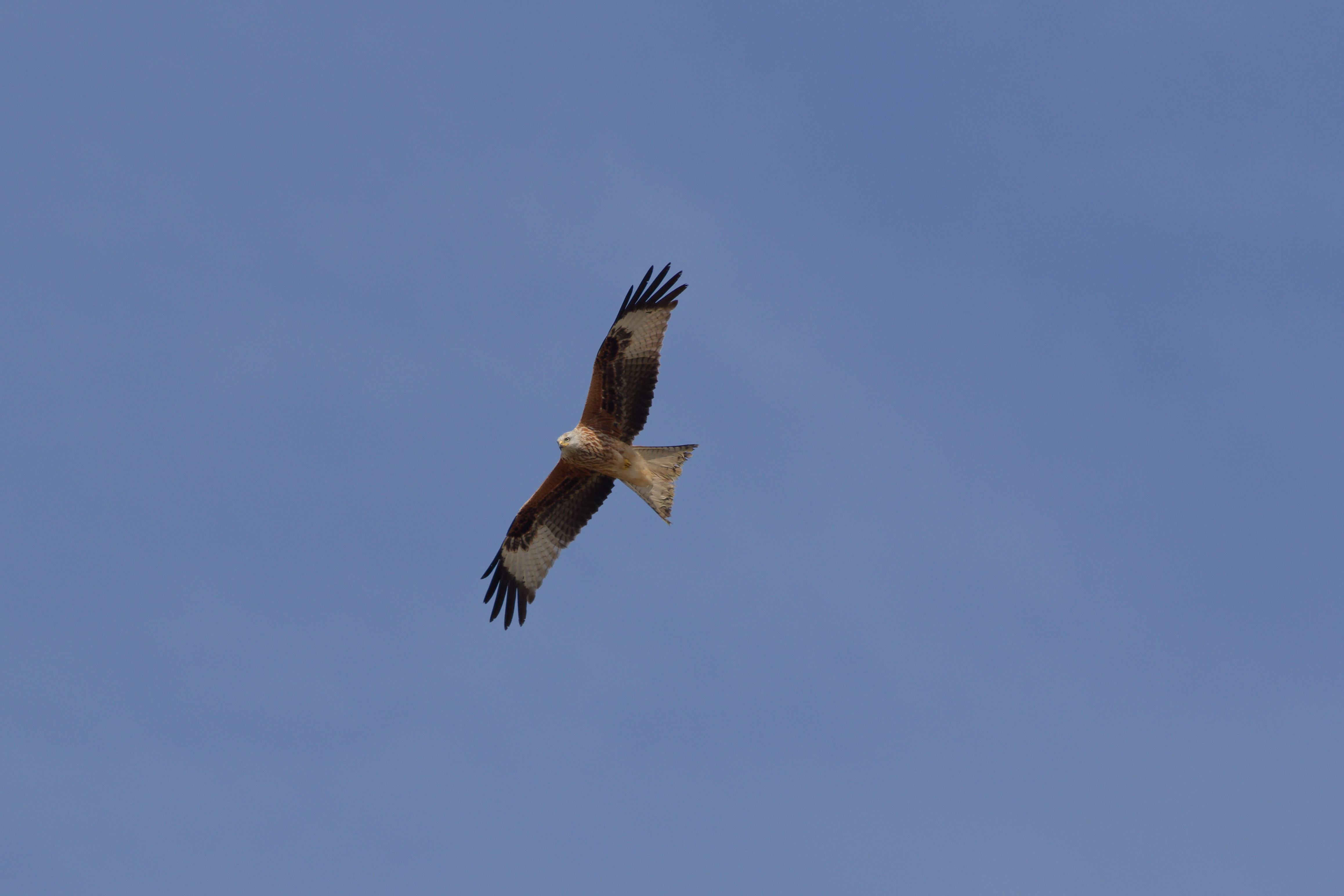 Miniature