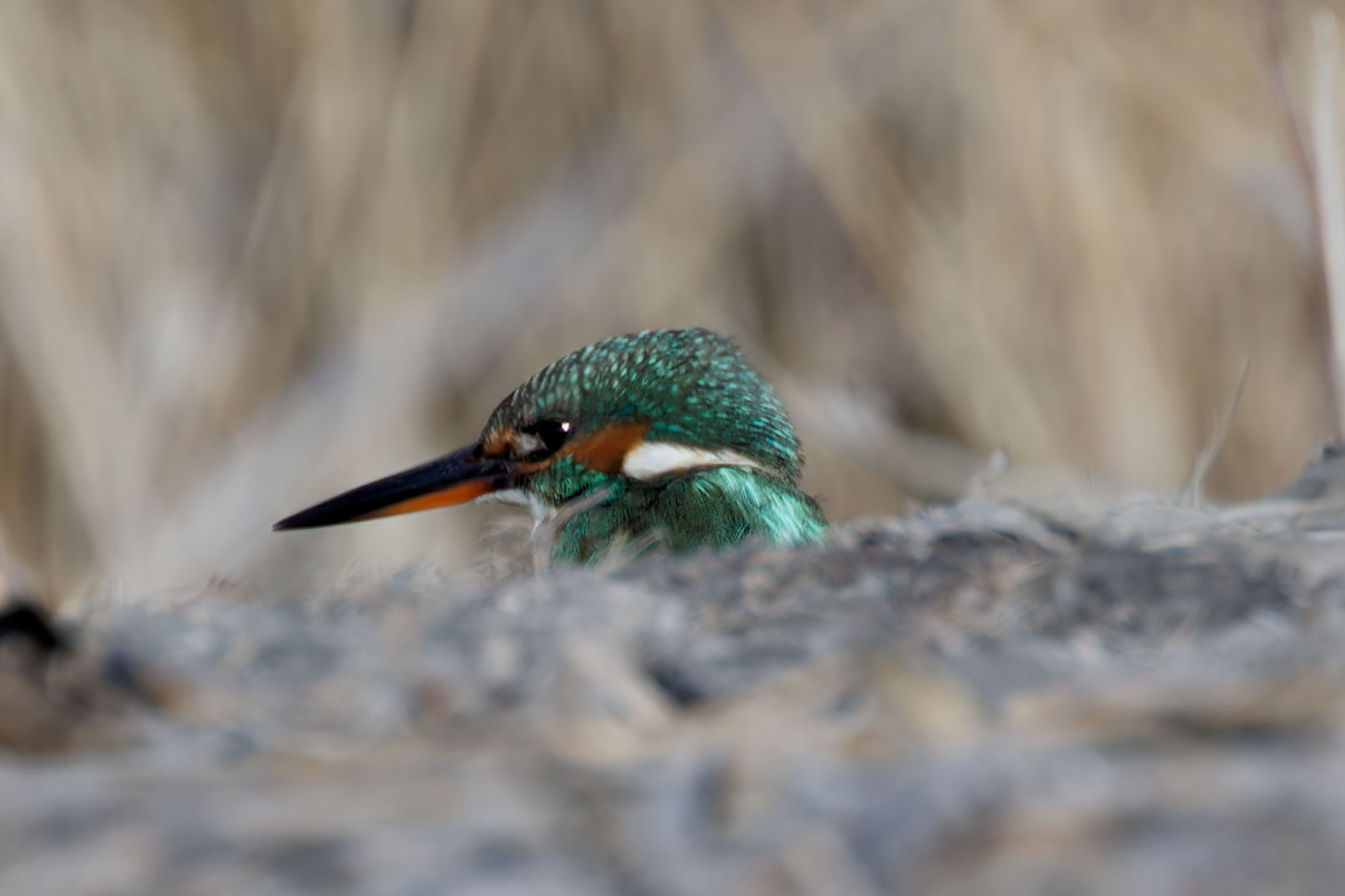 Miniature