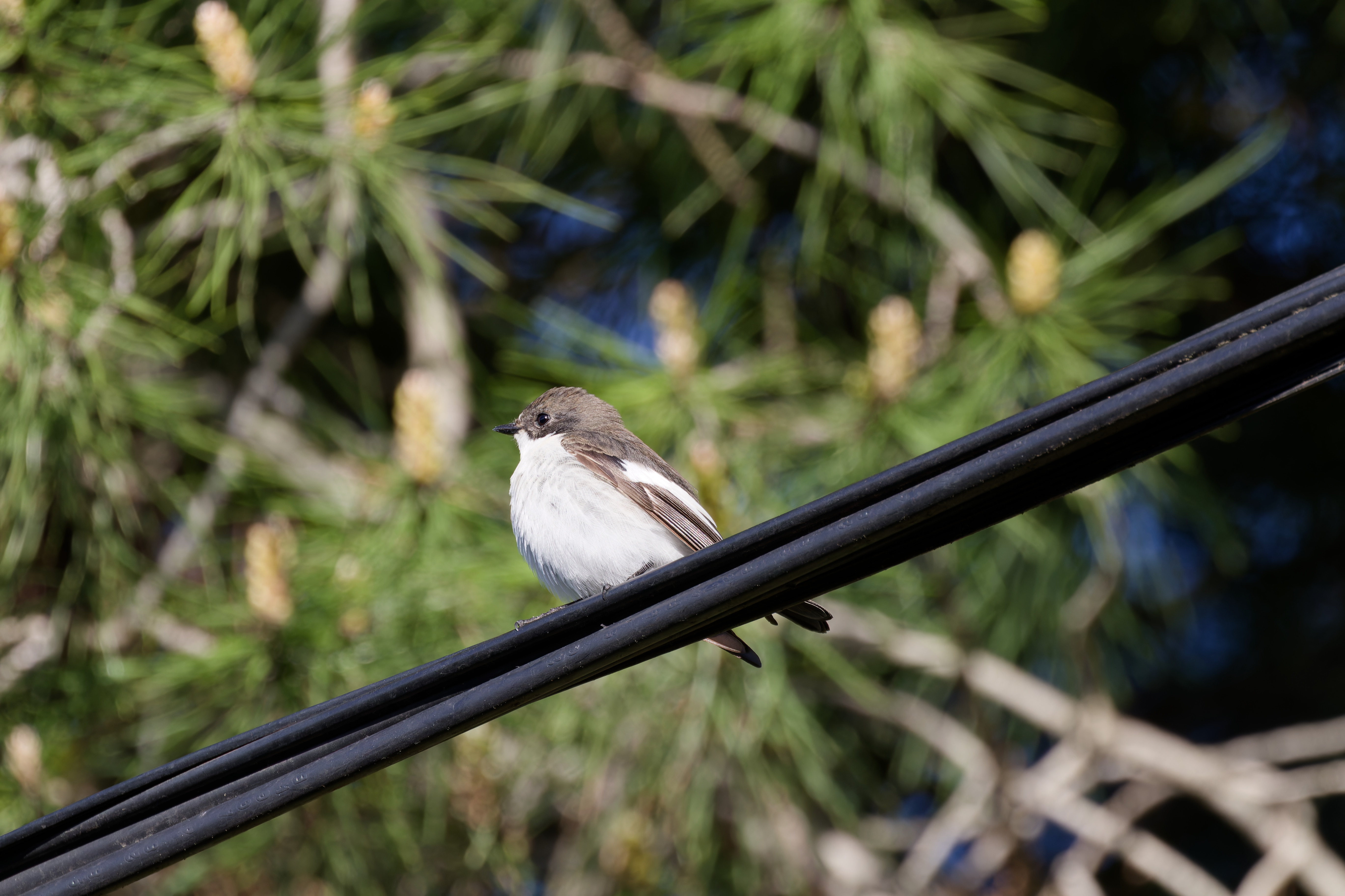Miniature