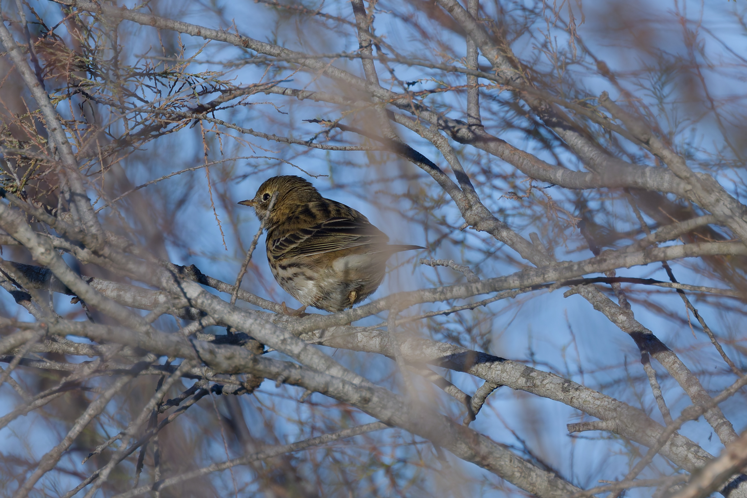 Miniature