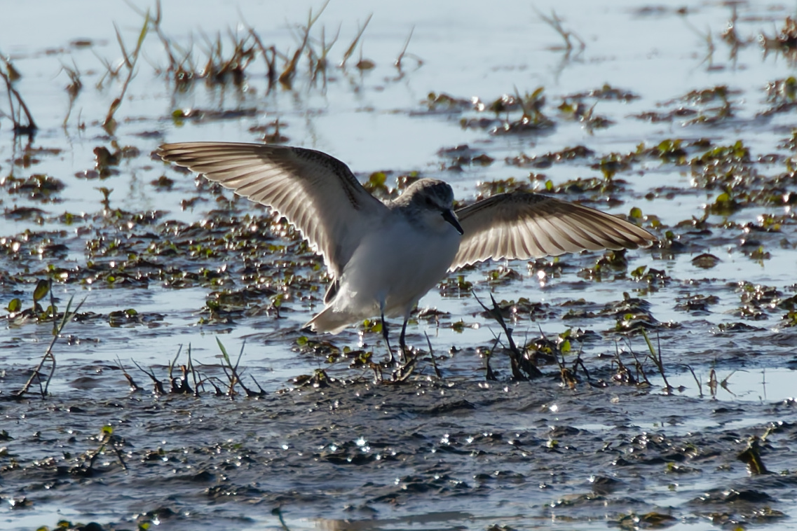 Miniature