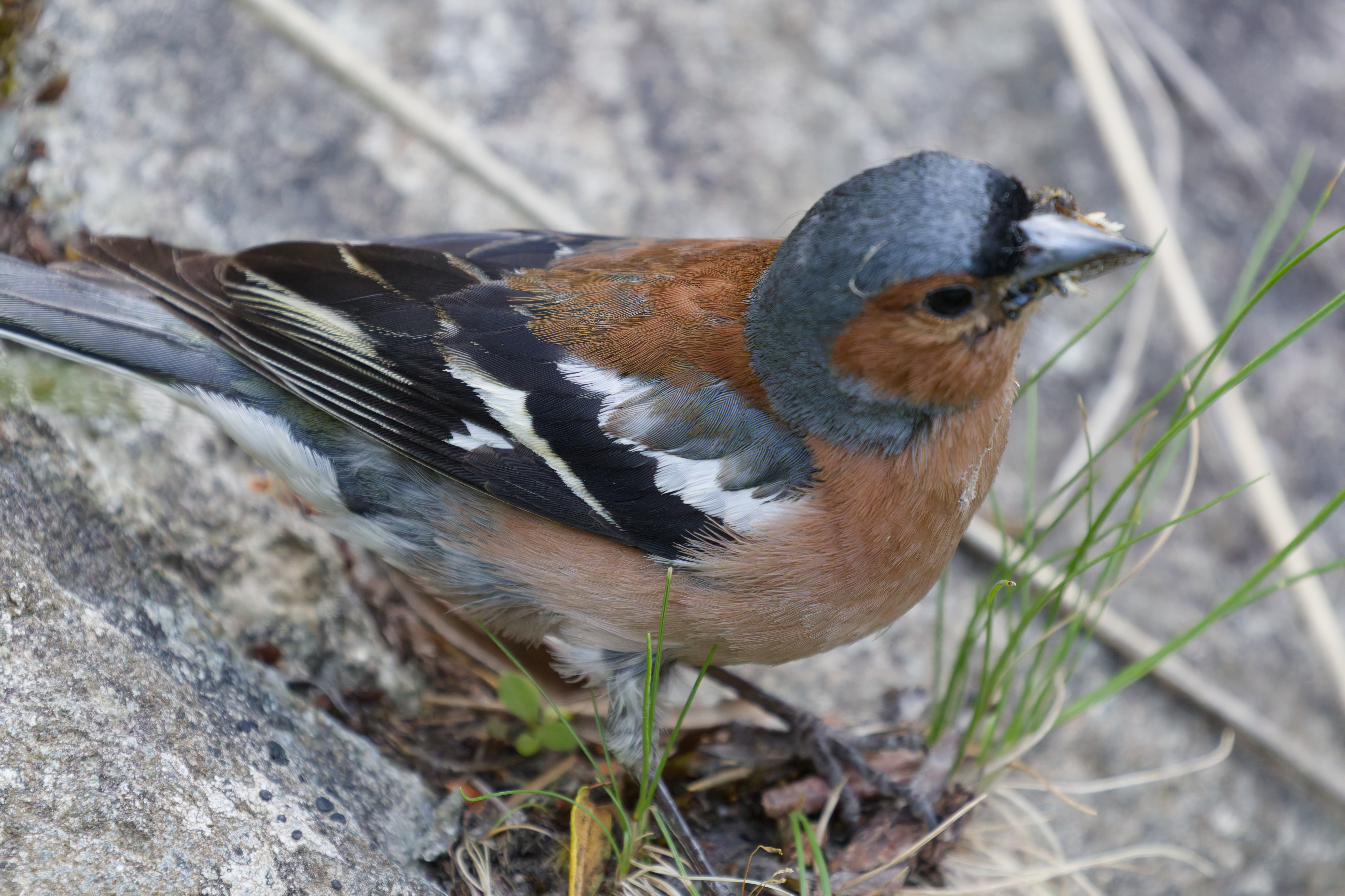 Miniature