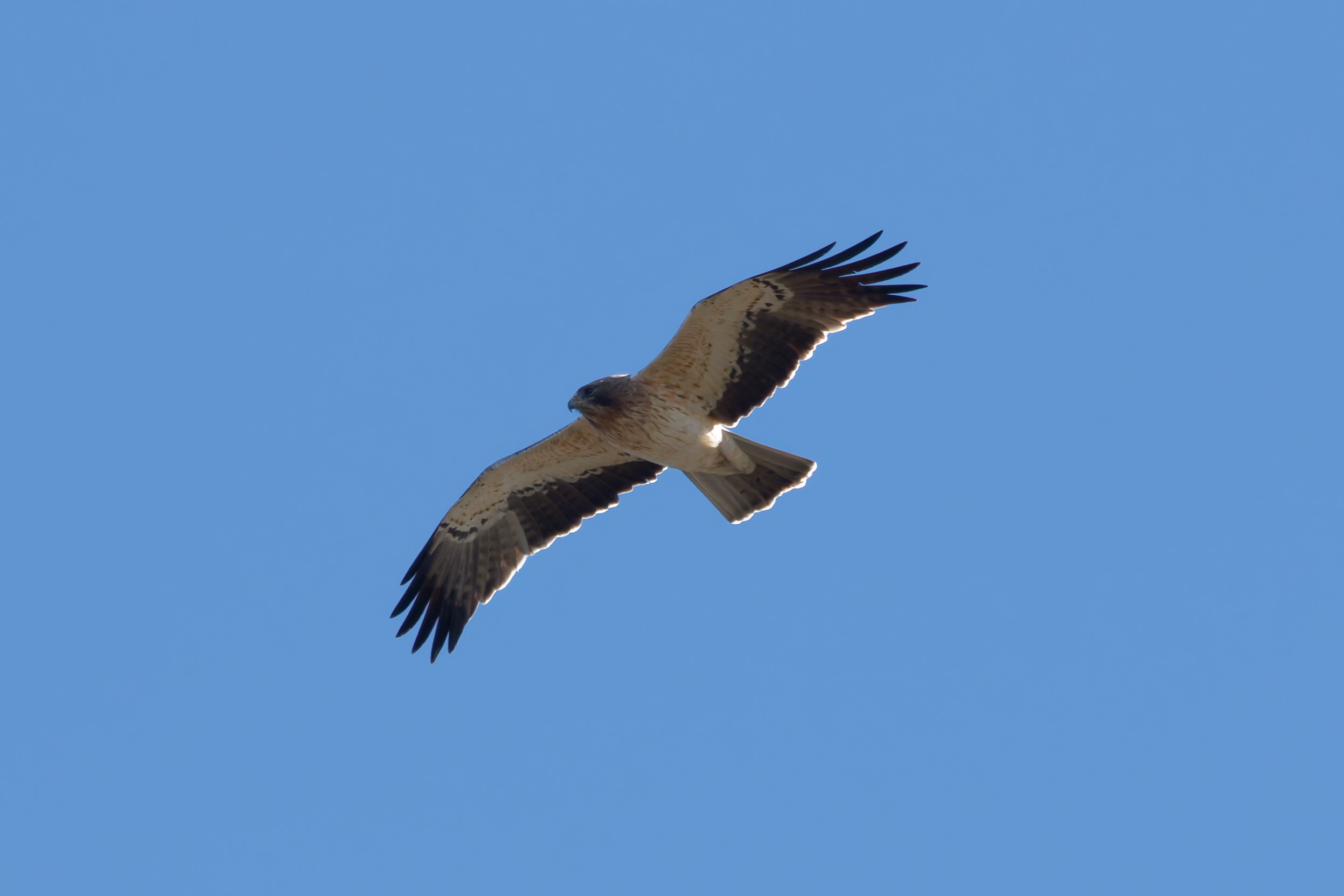 Miniature