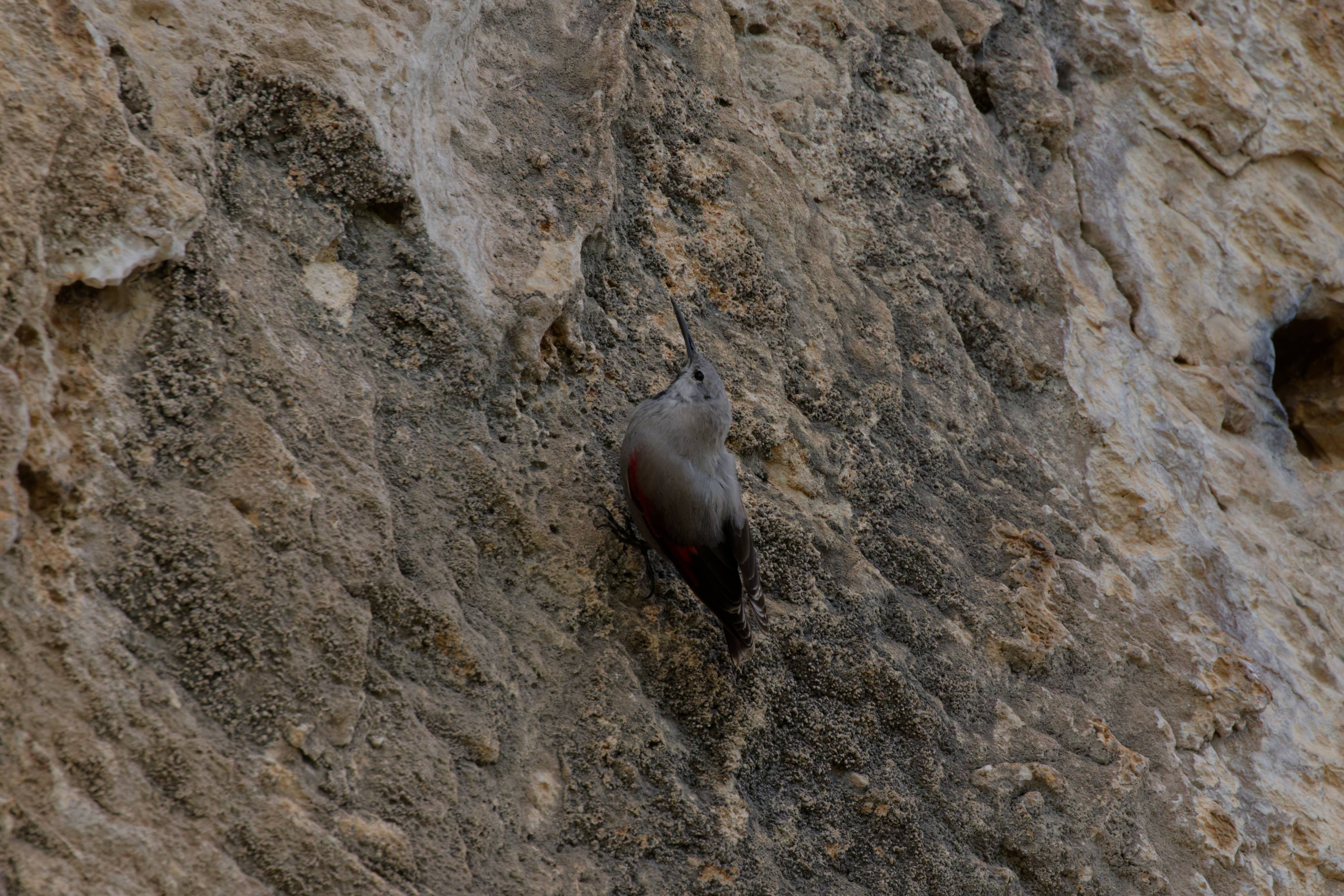 Miniature