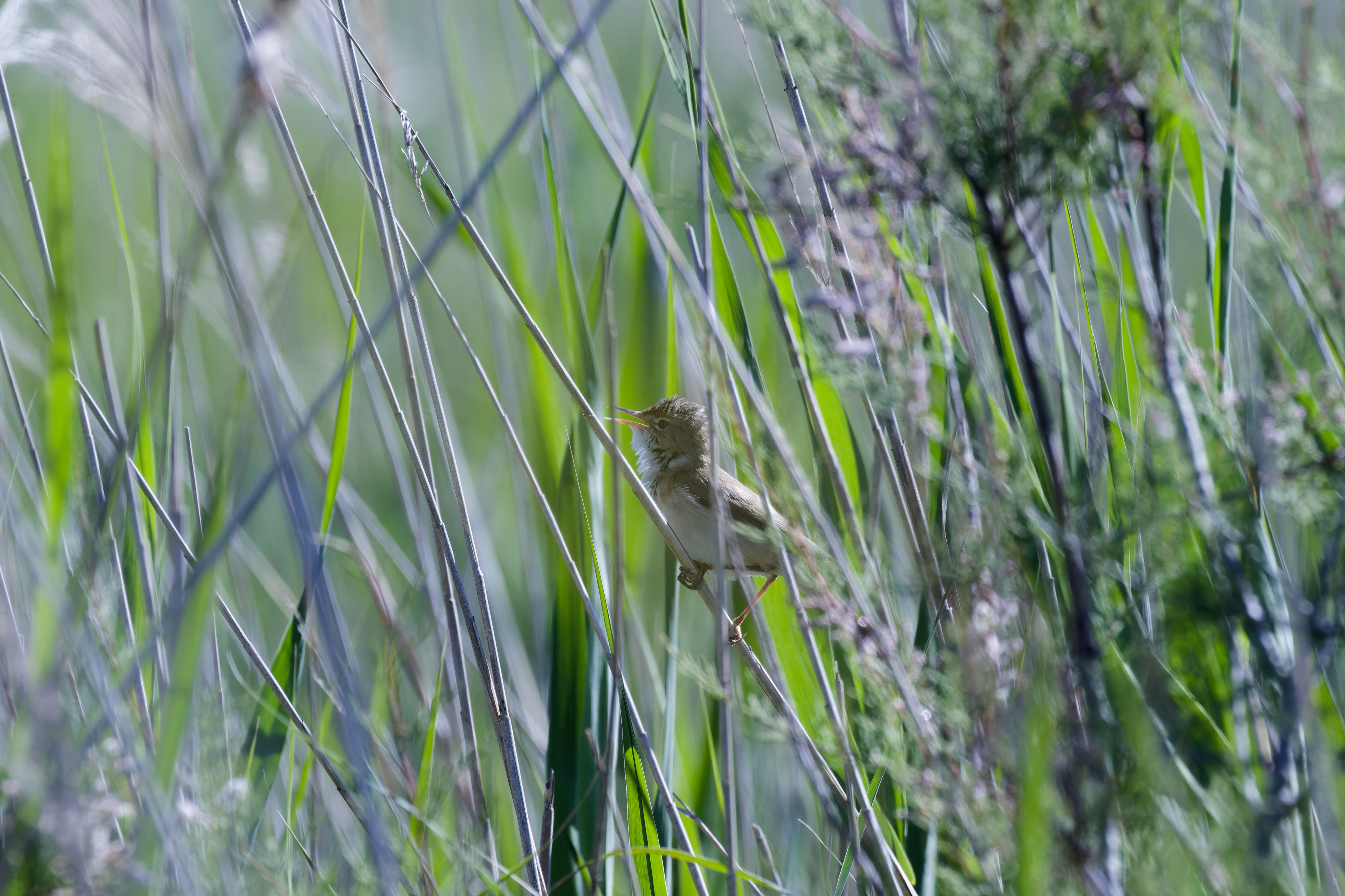 Miniature
