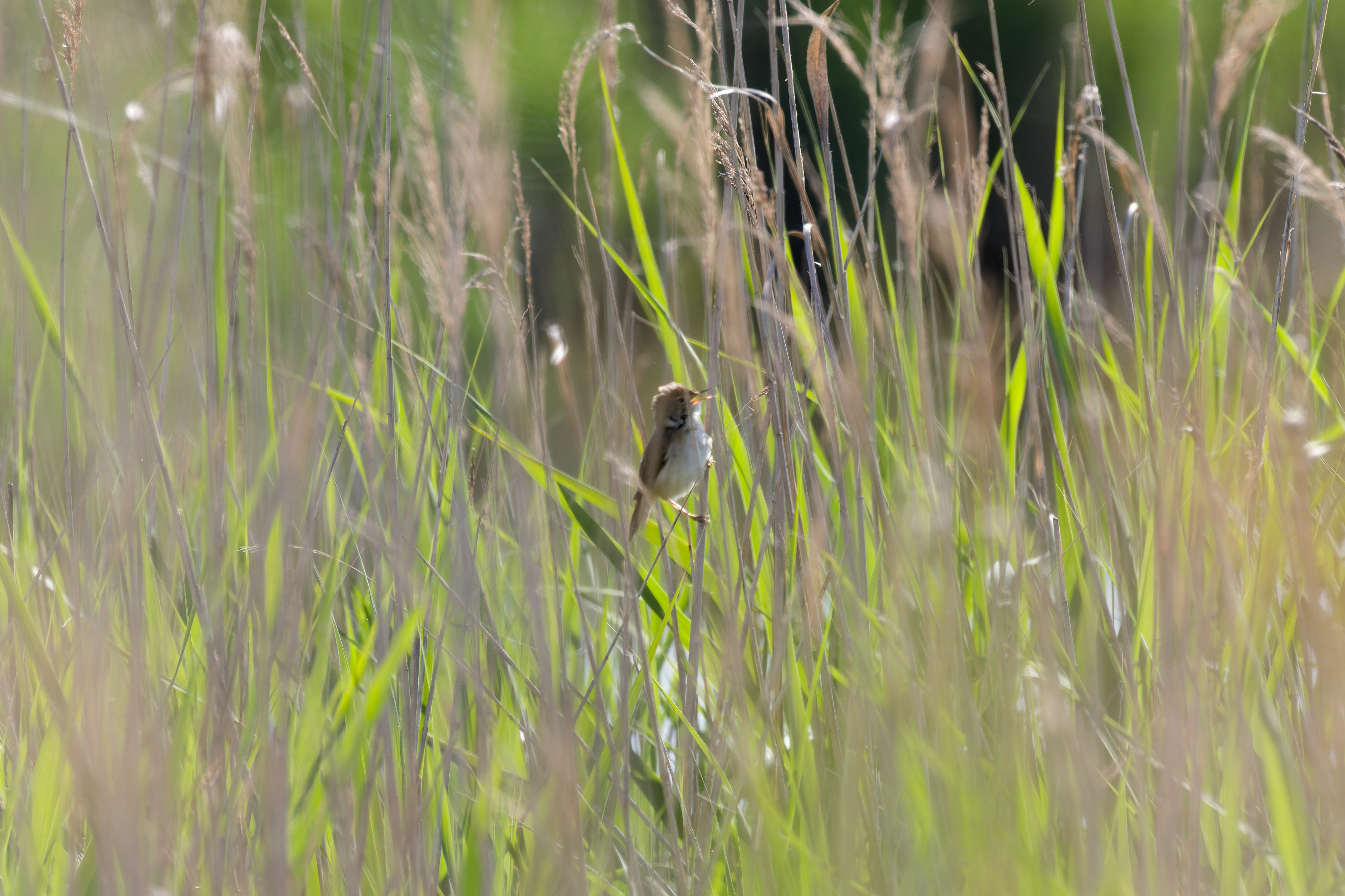 Miniature