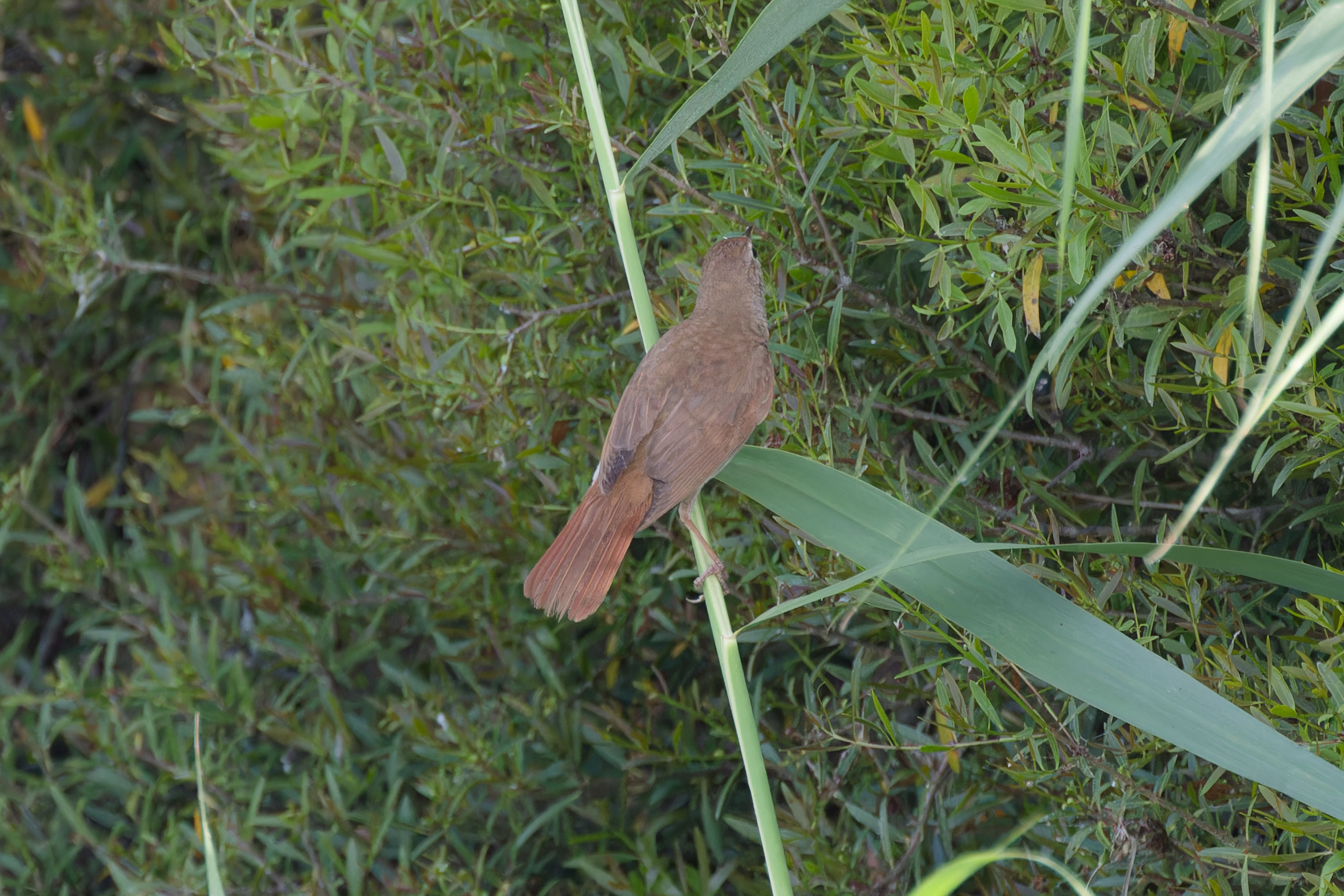 Miniature