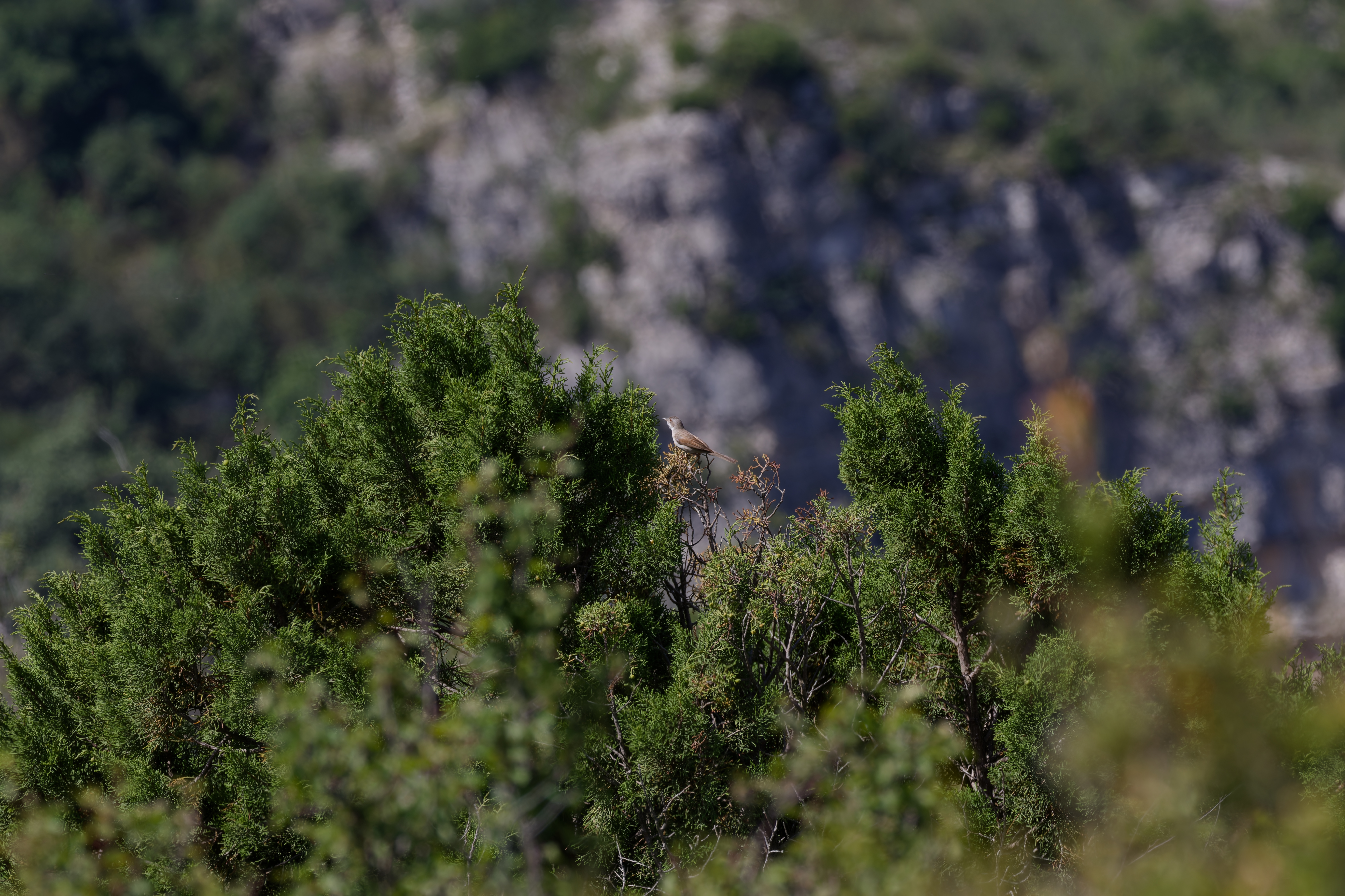 Miniature
