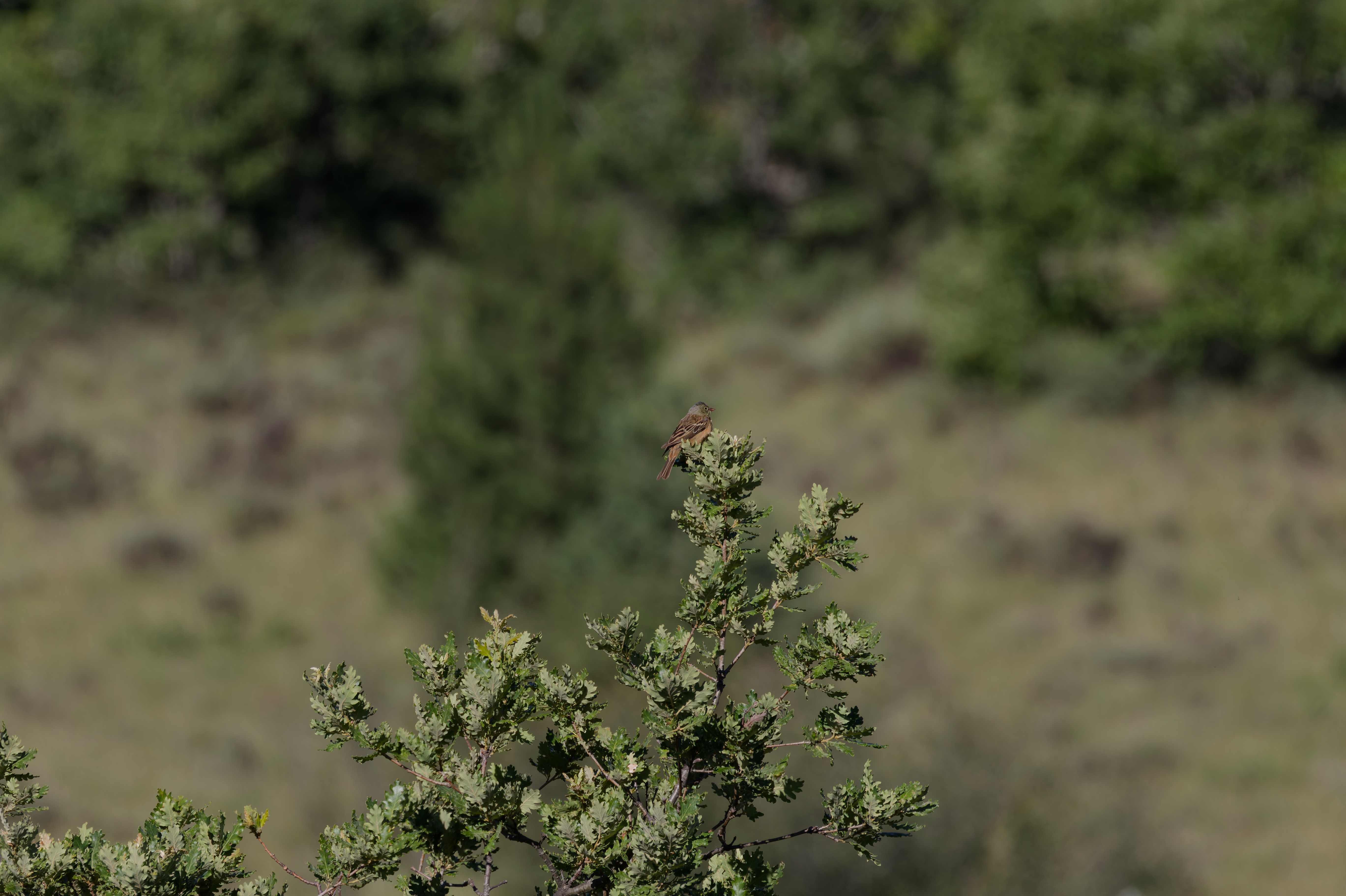 Miniature