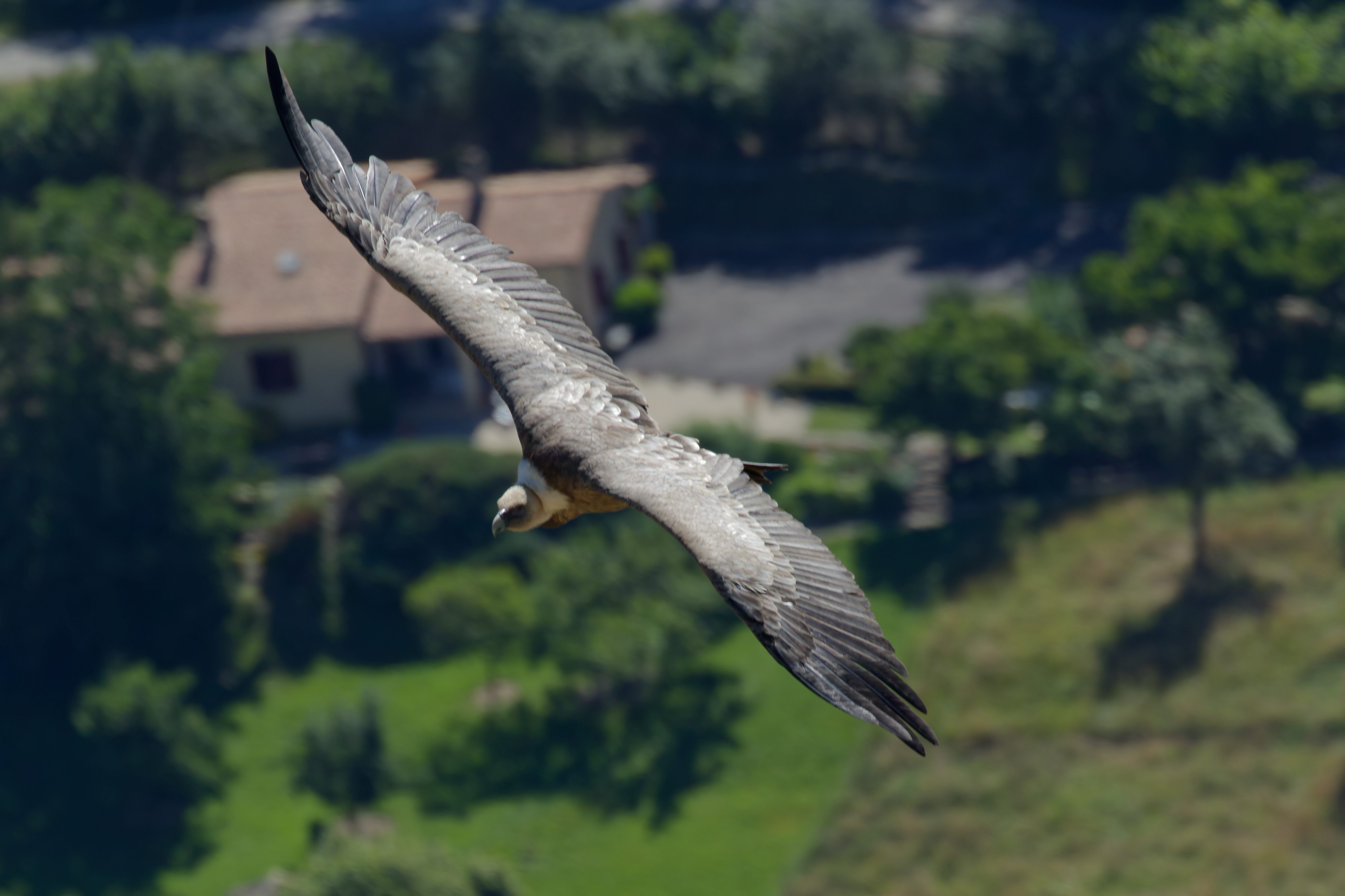 Miniature