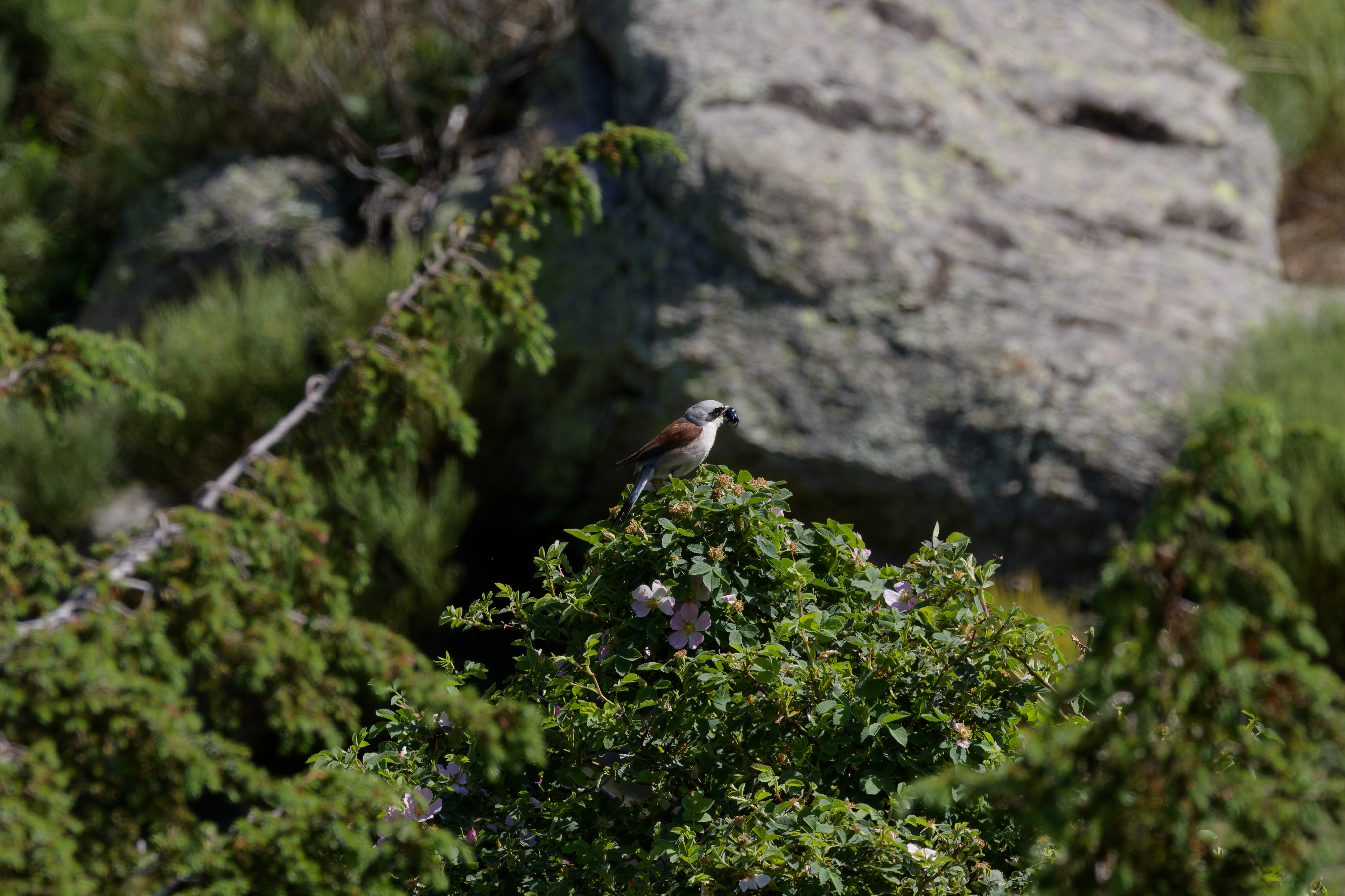 Miniature