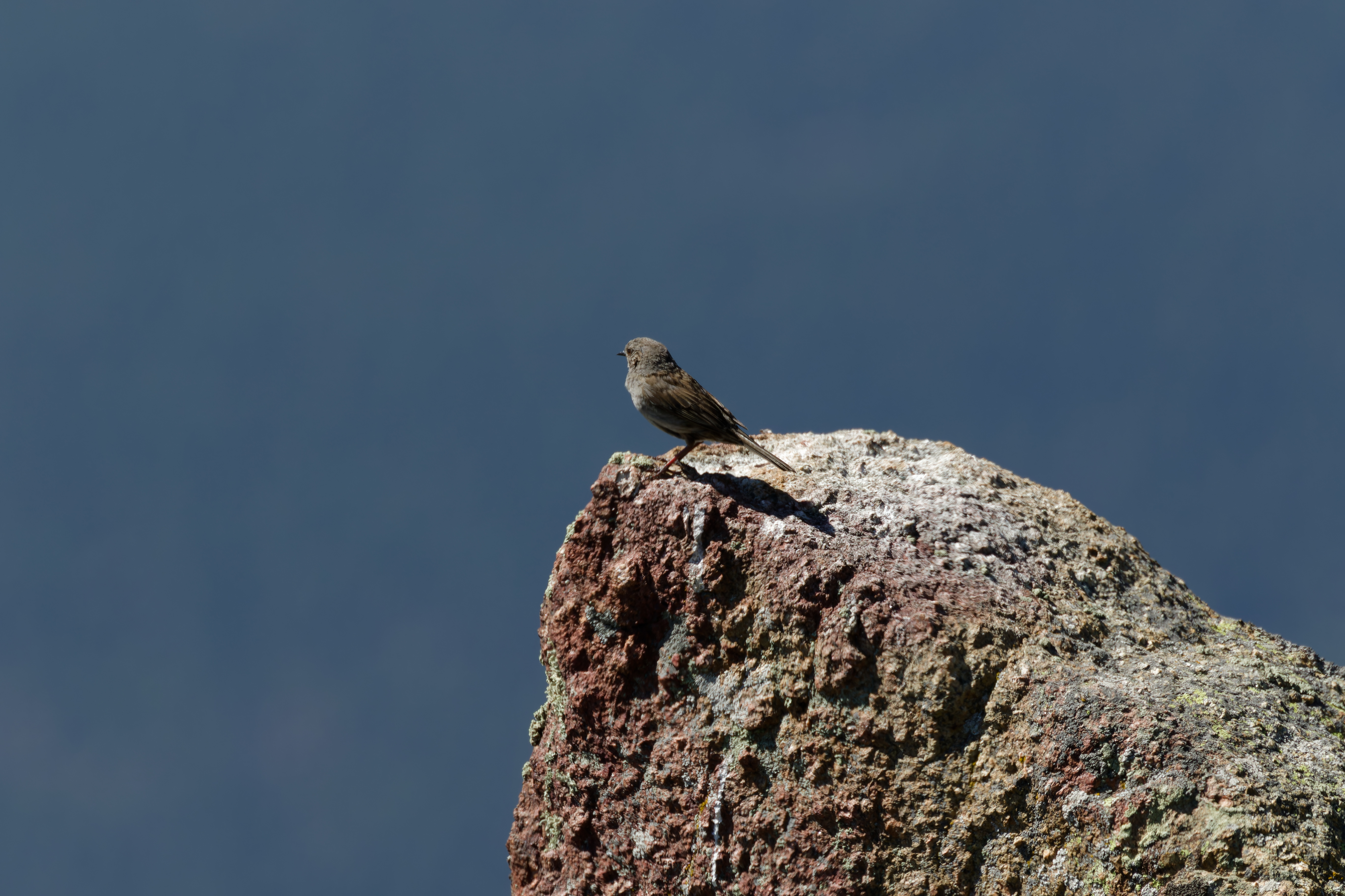 Miniature