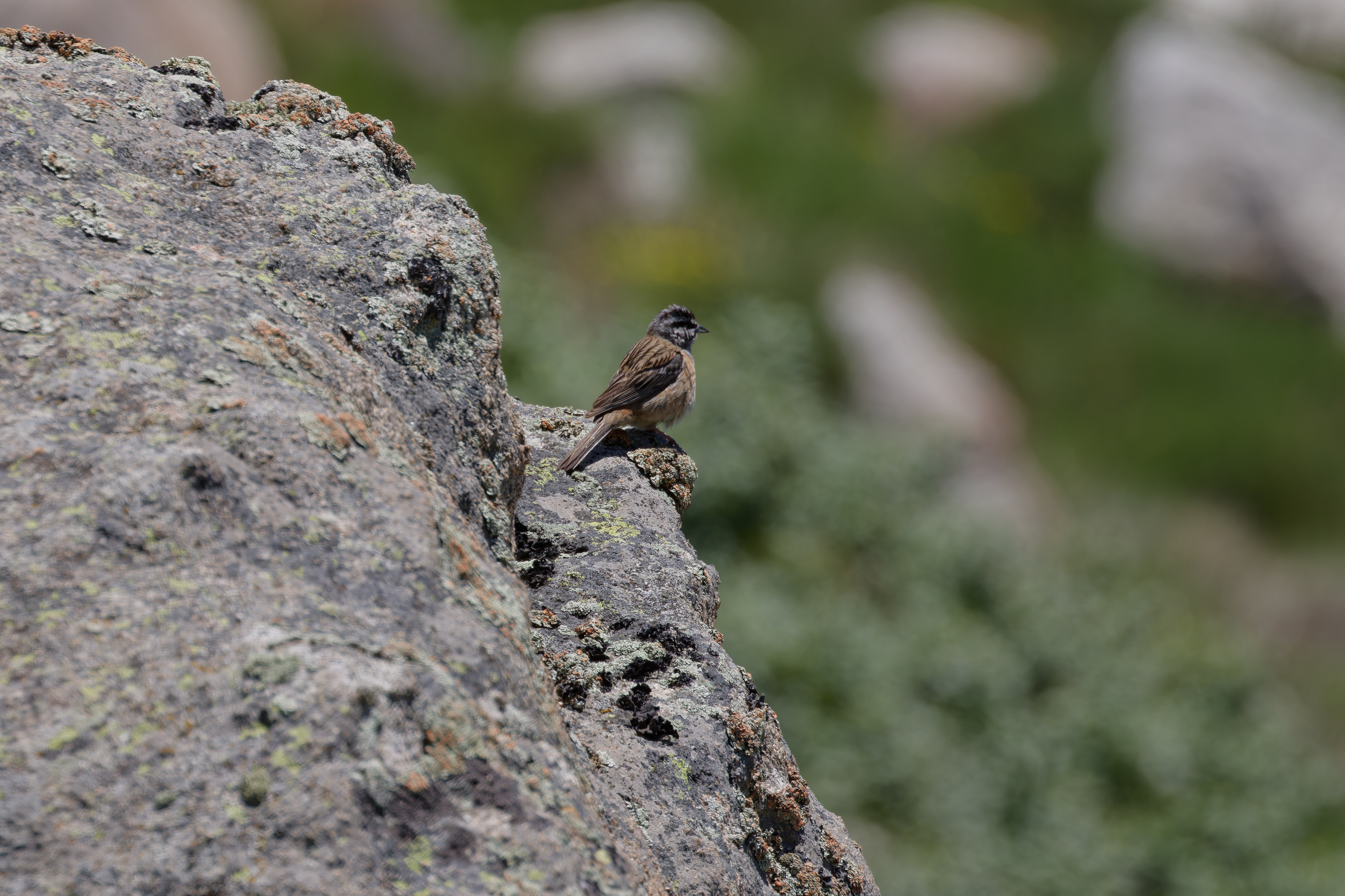 Miniature