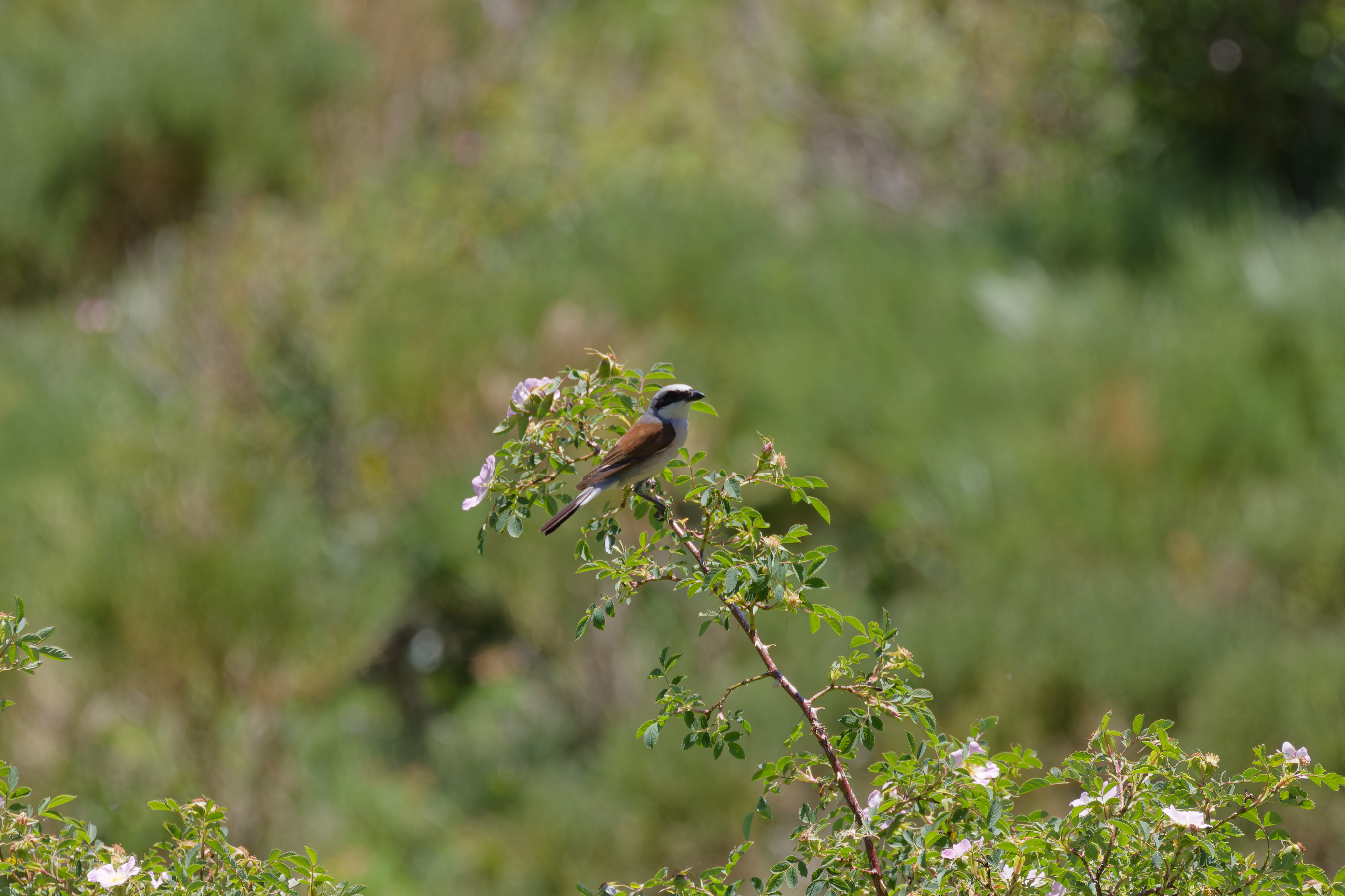 Miniature