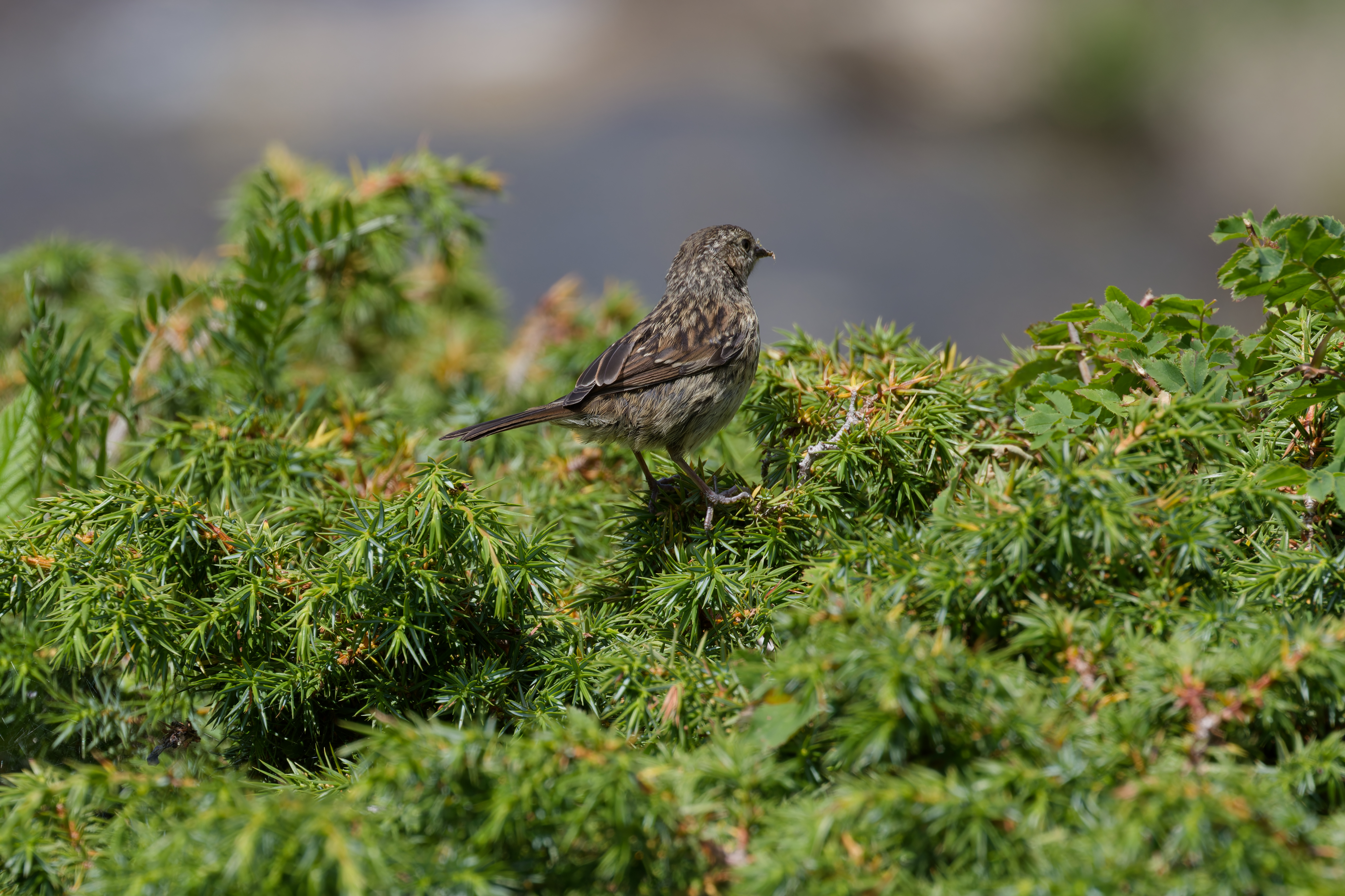 Miniature