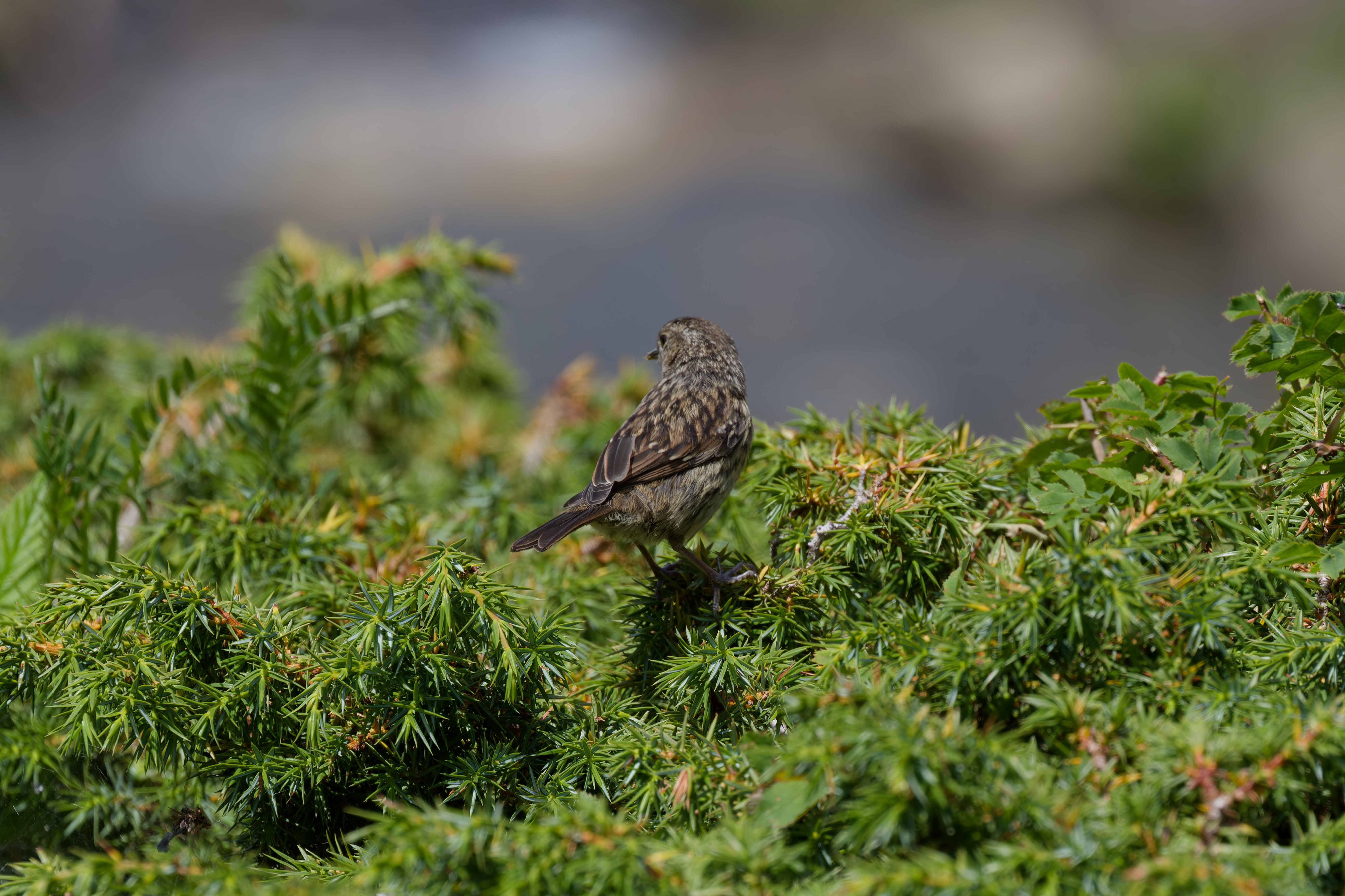 Miniature