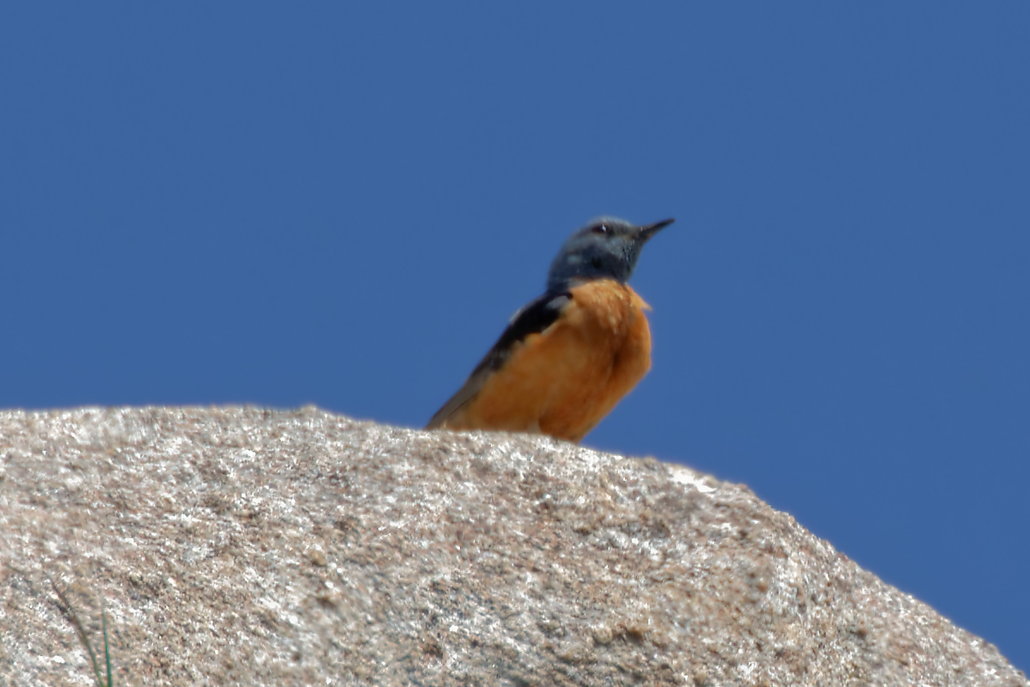 Miniature