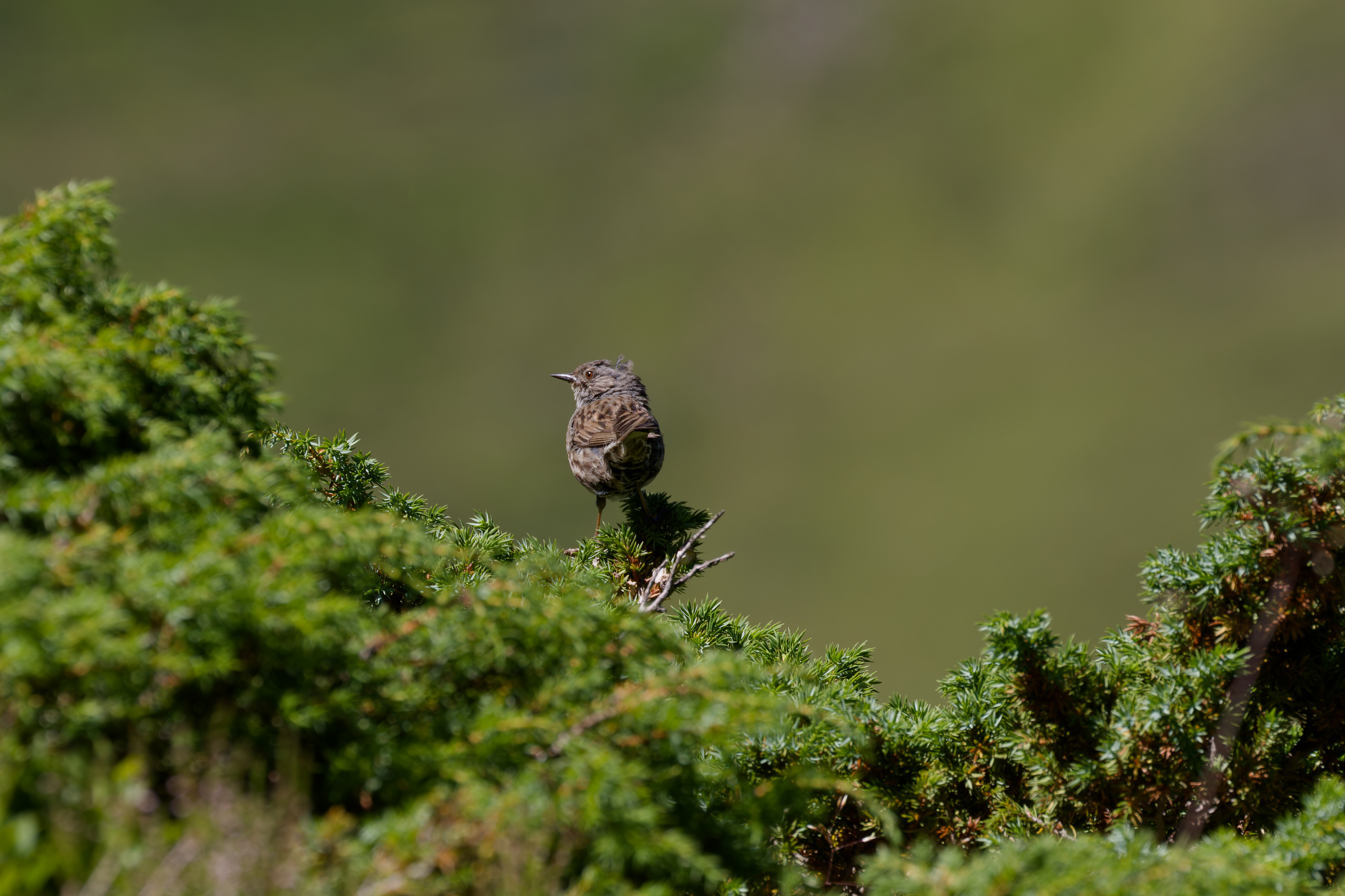 Miniature