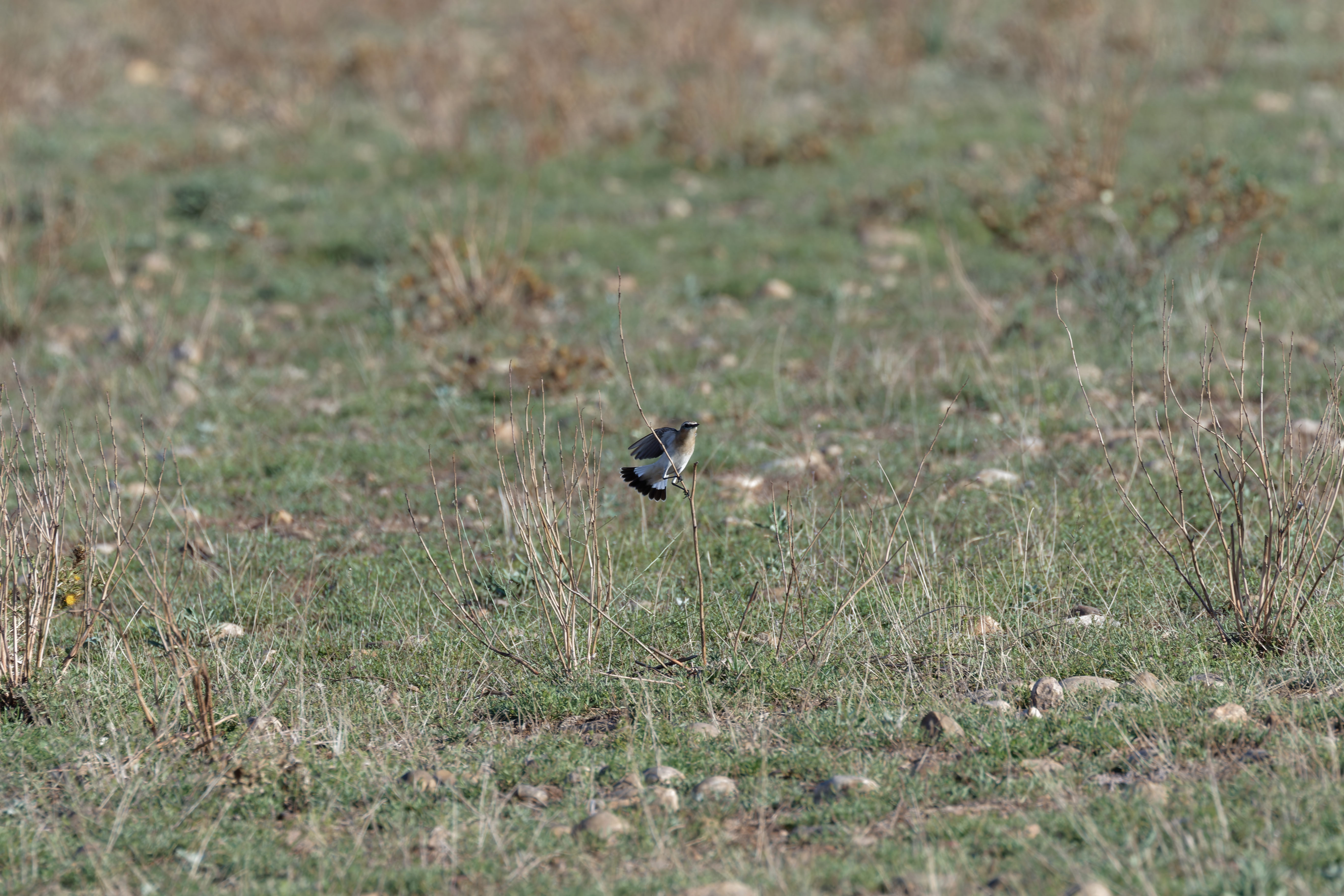 Miniature