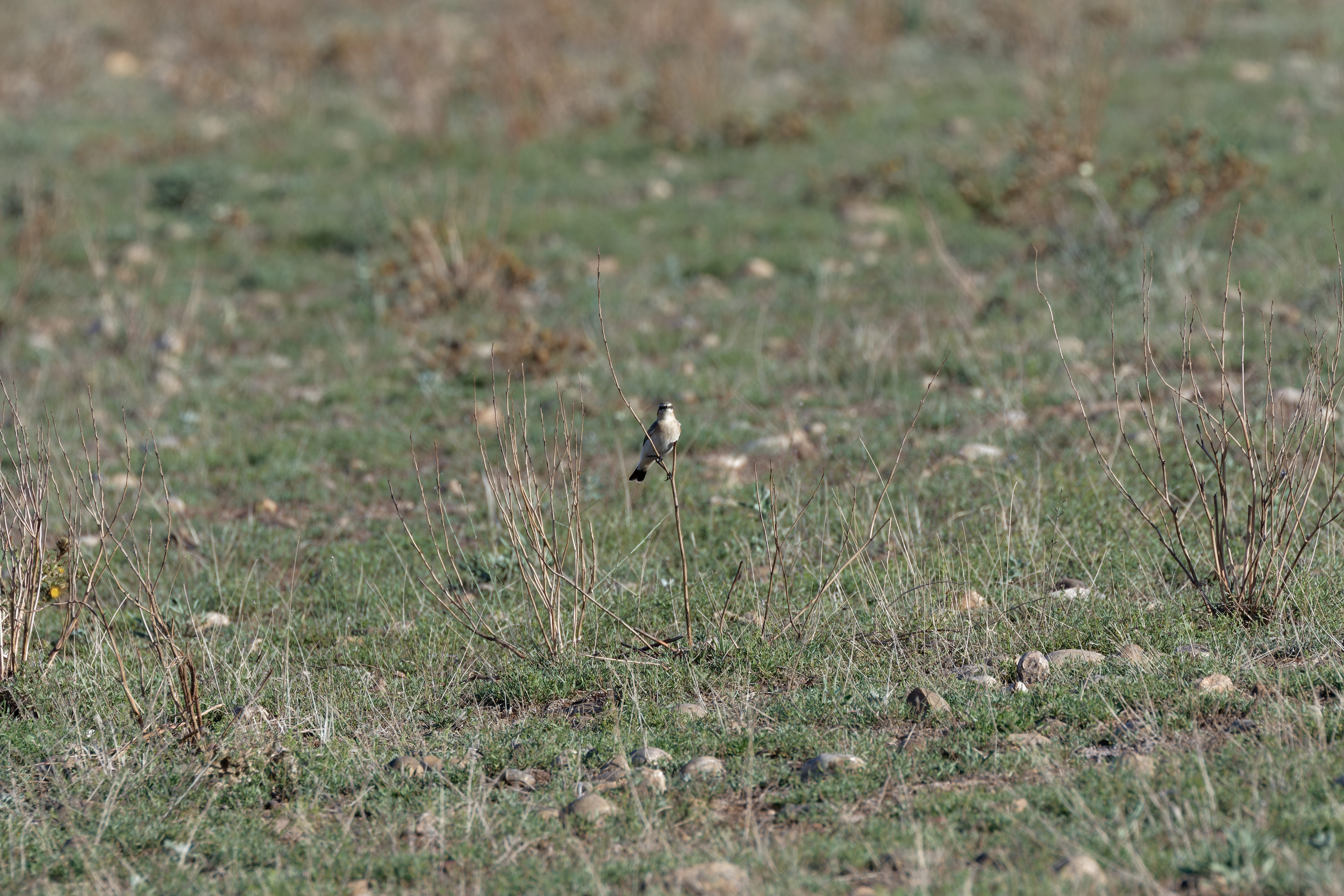 Miniature