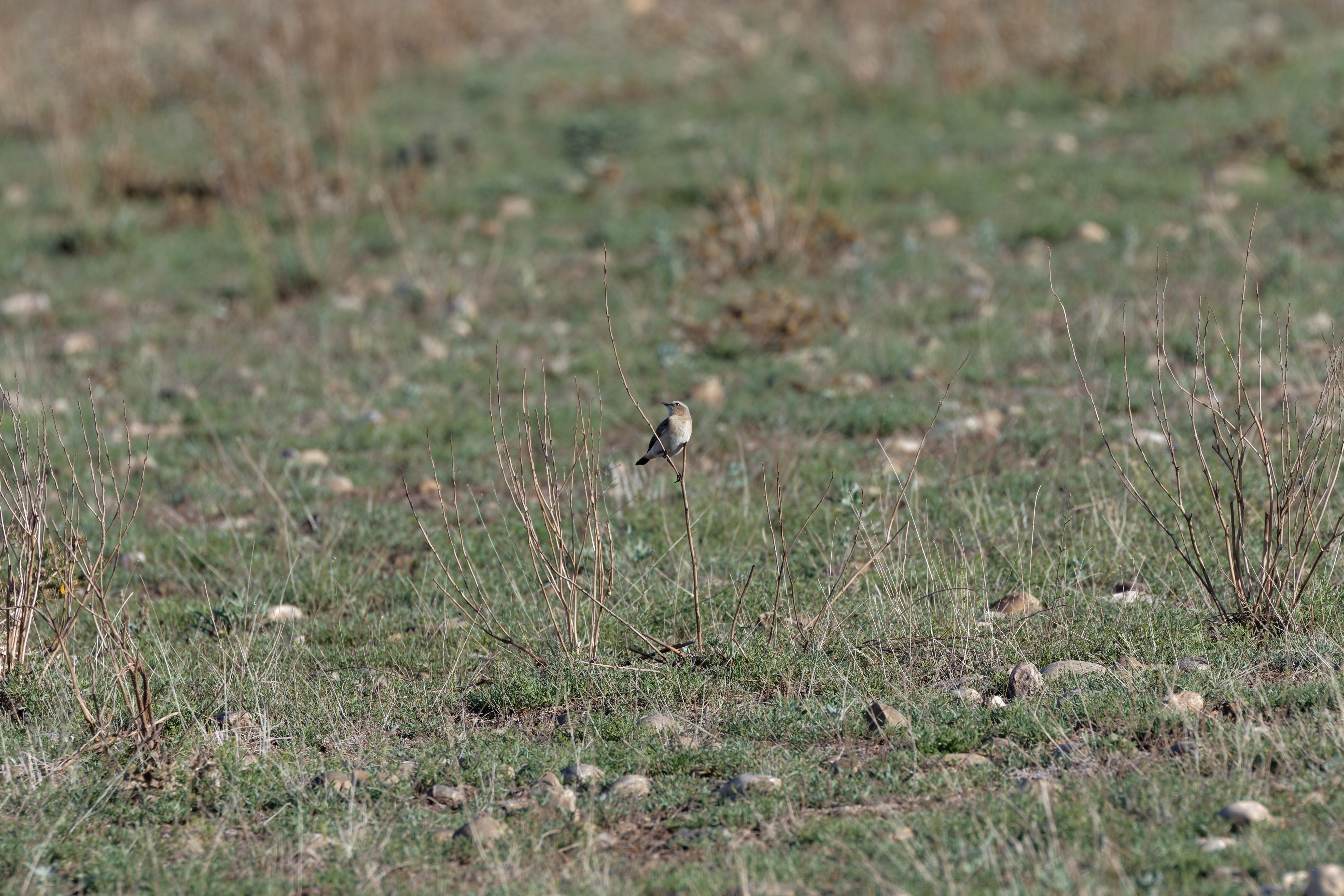 Miniature
