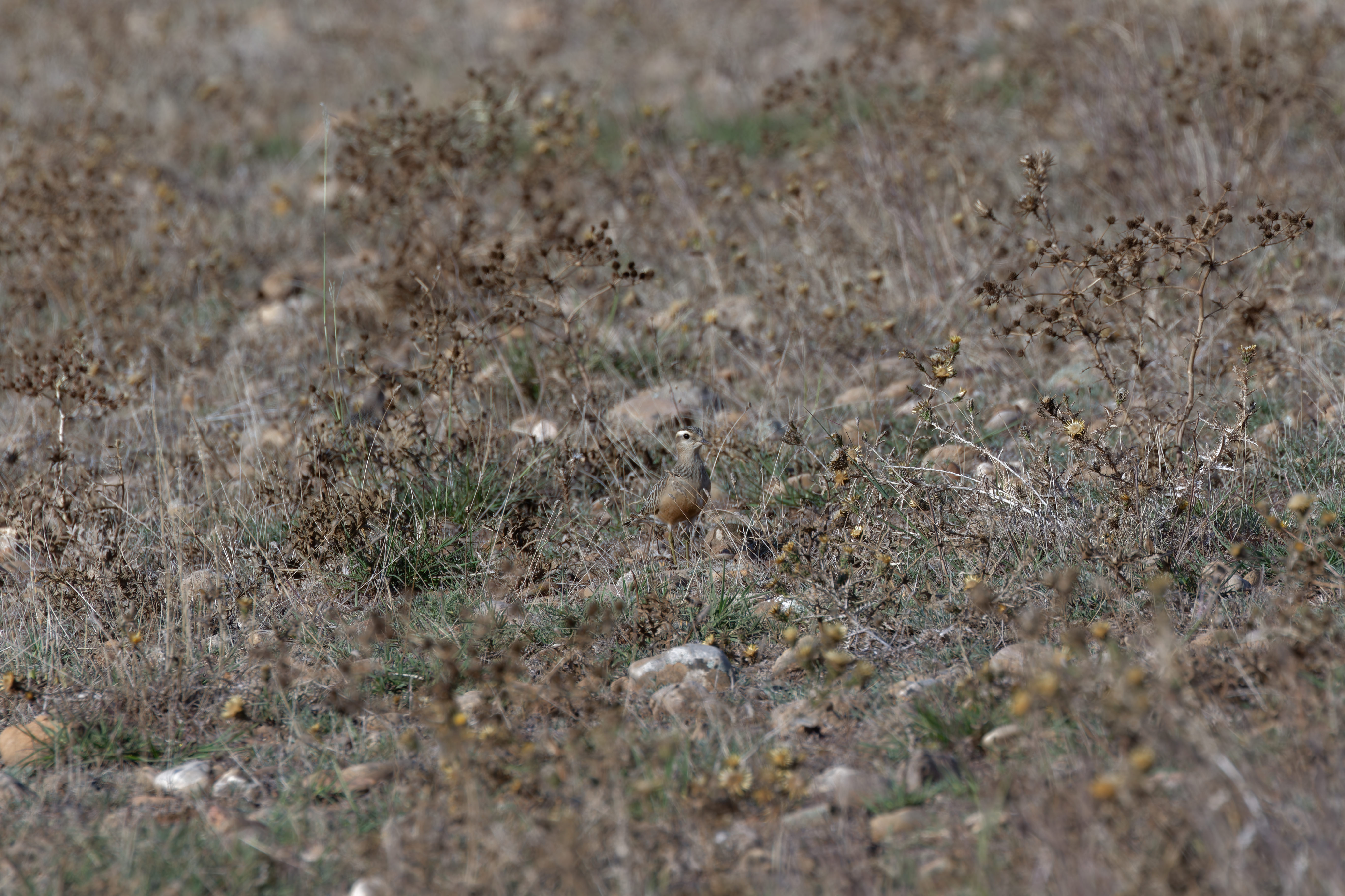 Miniature