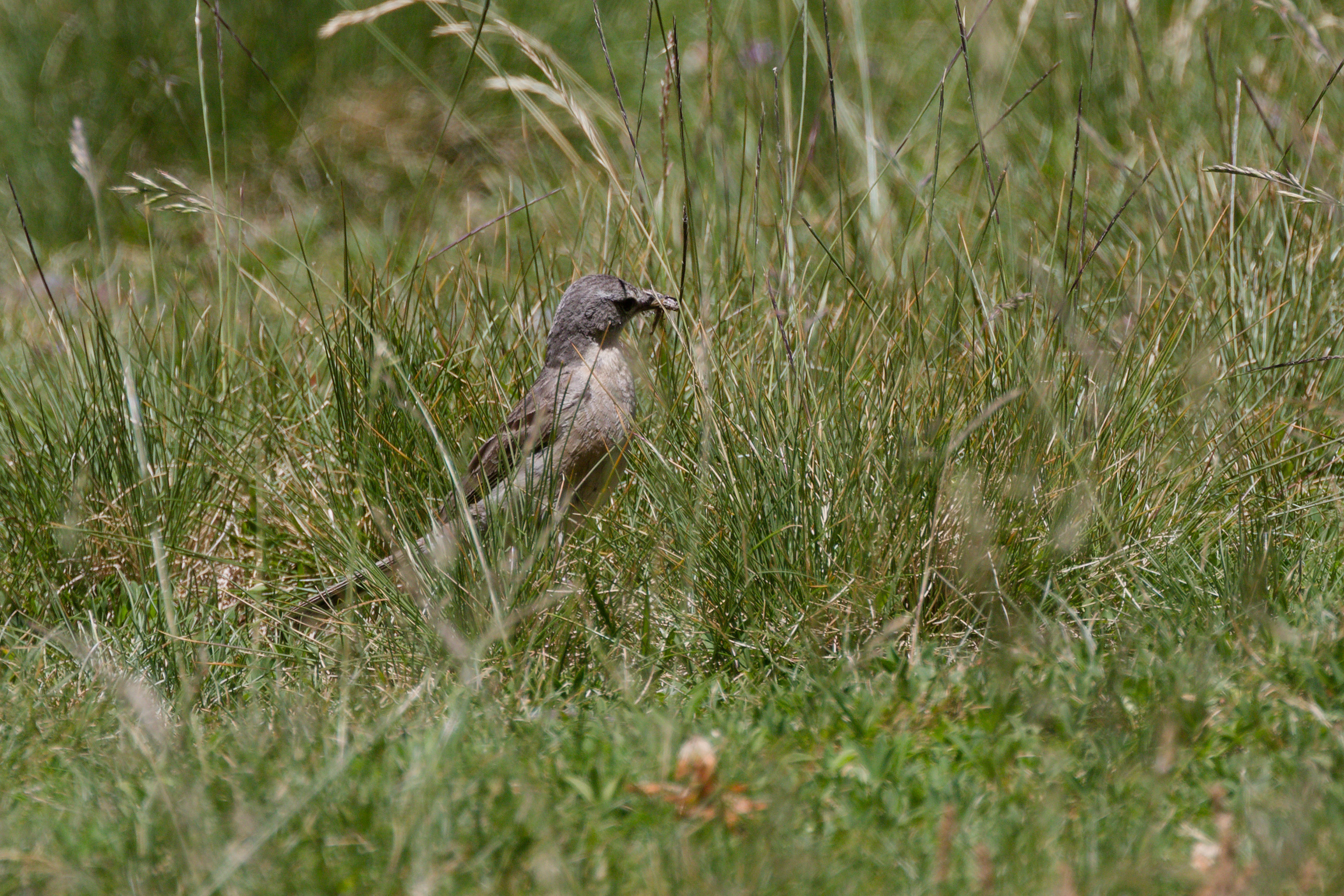 Miniature
