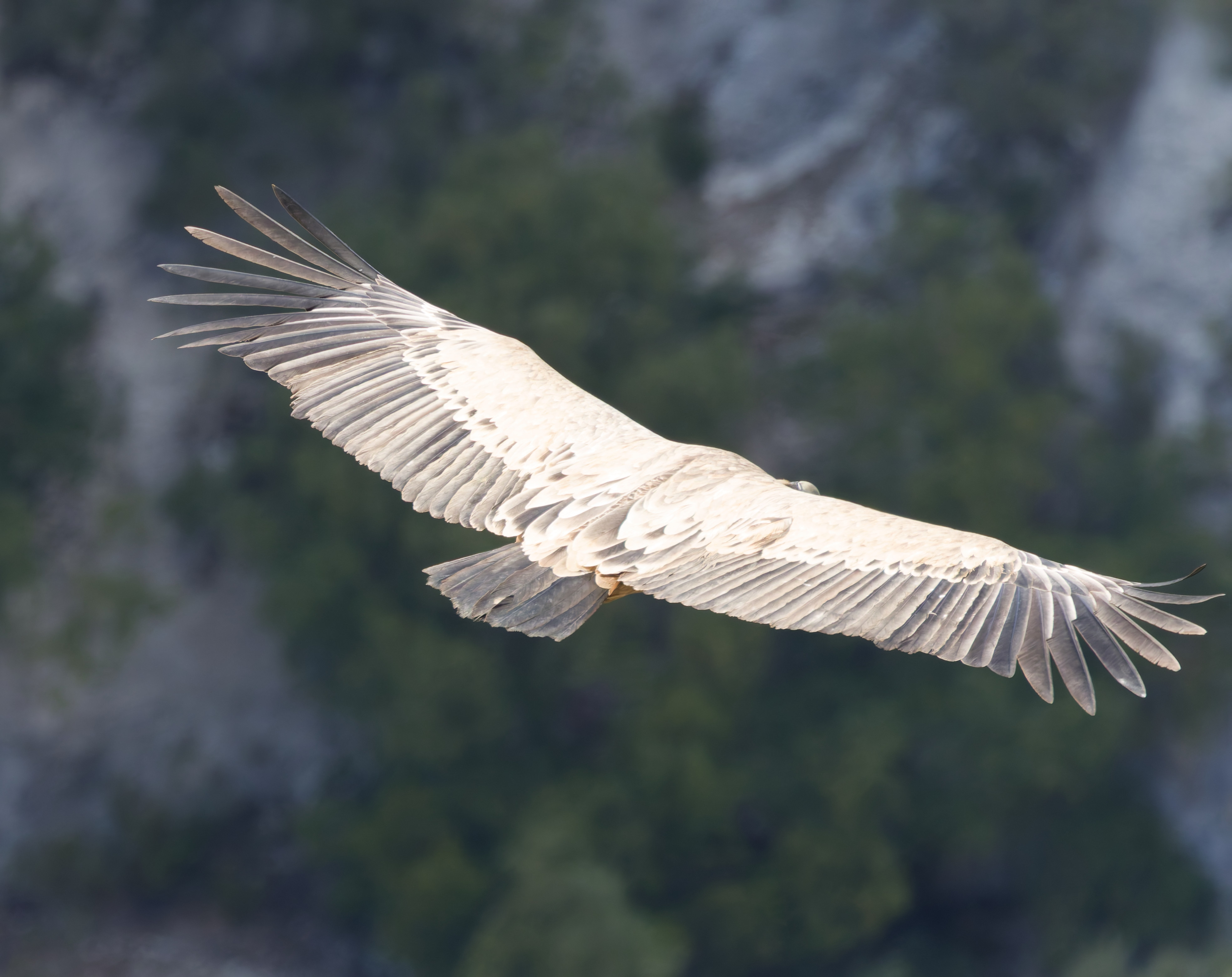 Miniature