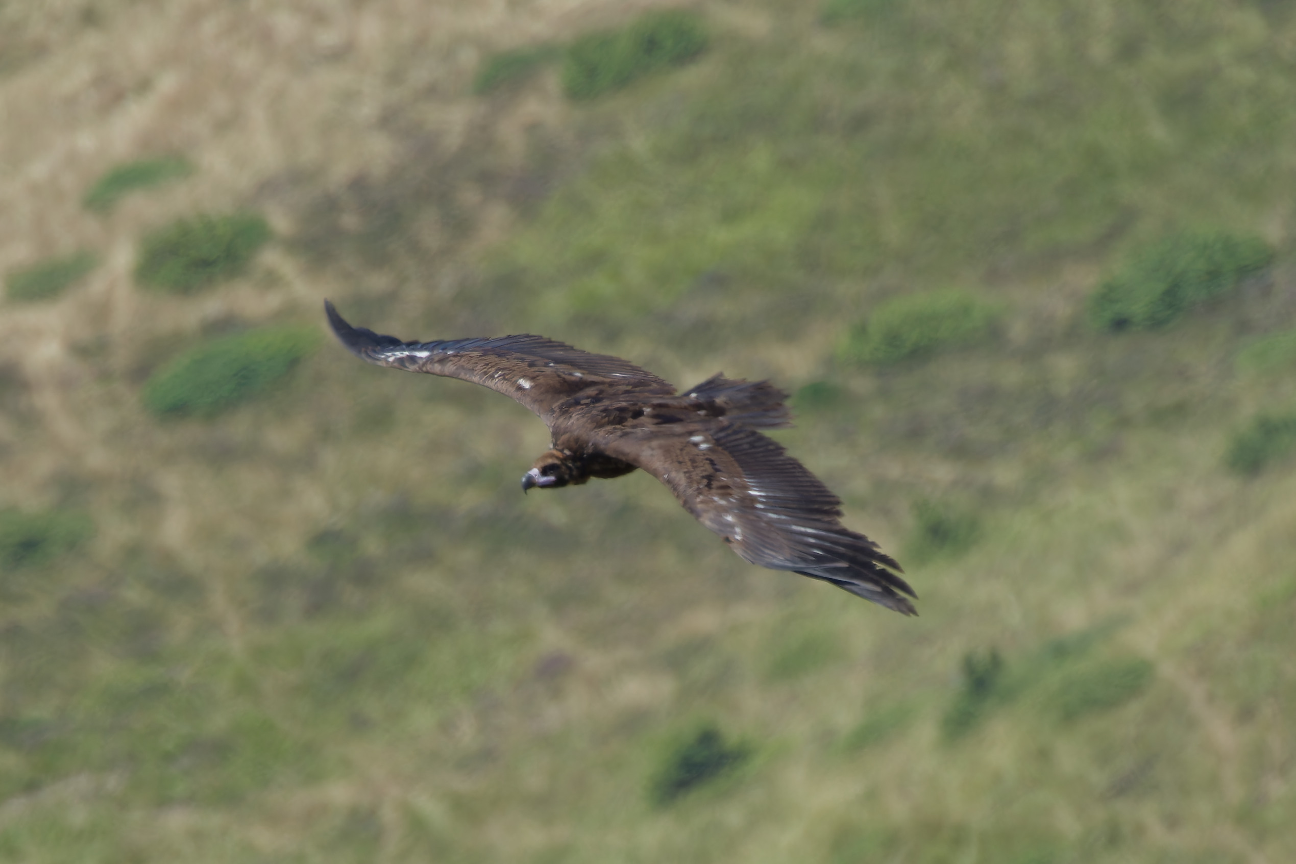 Miniature