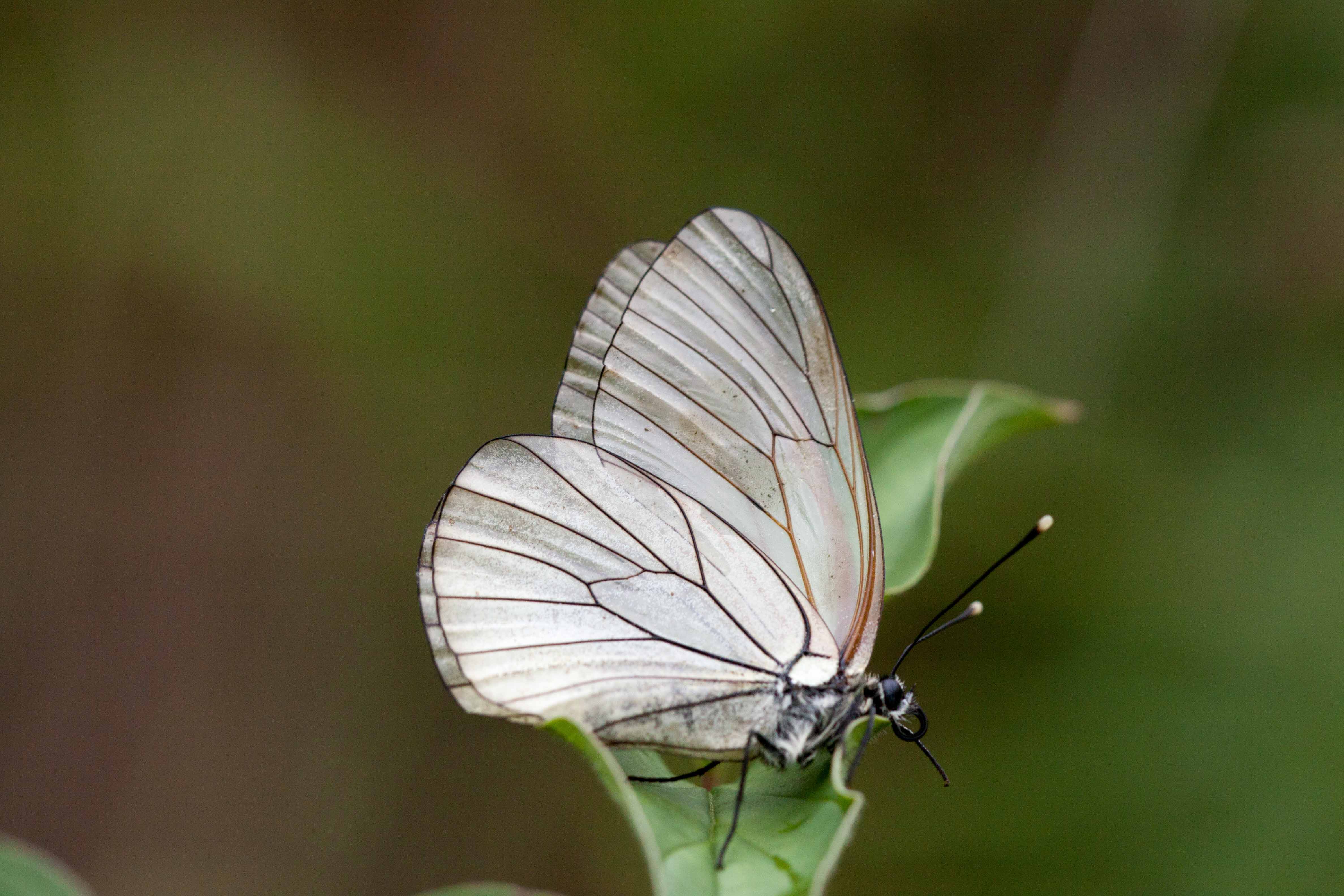 Miniature