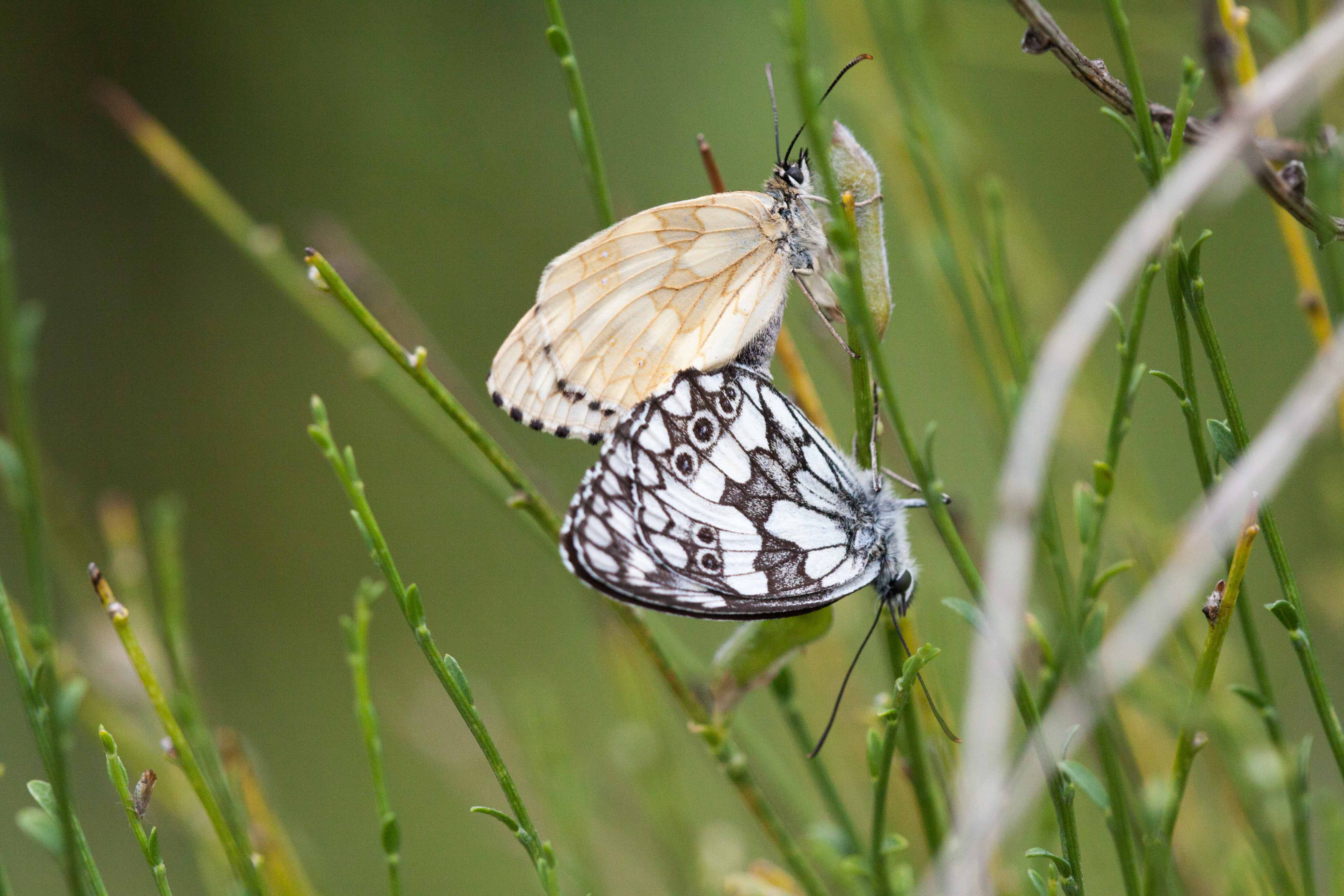 Miniature