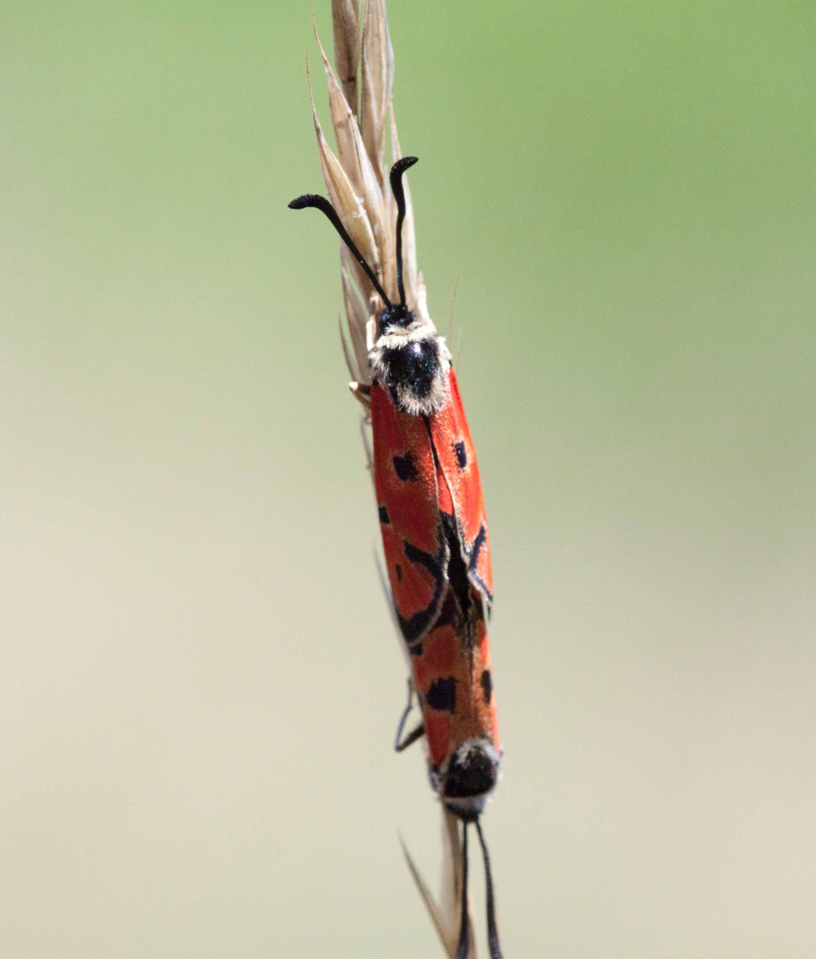 Miniature