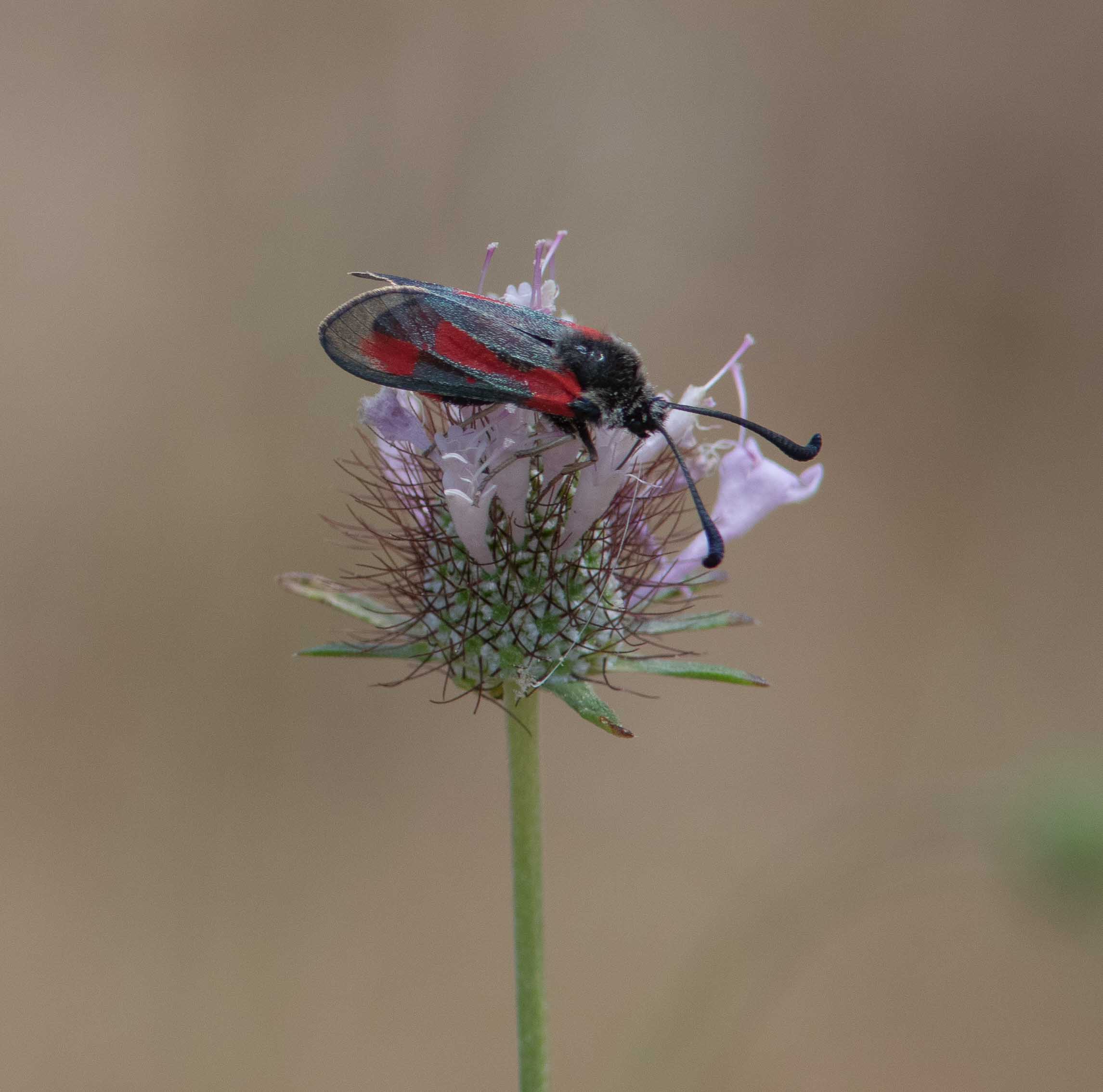 Miniature