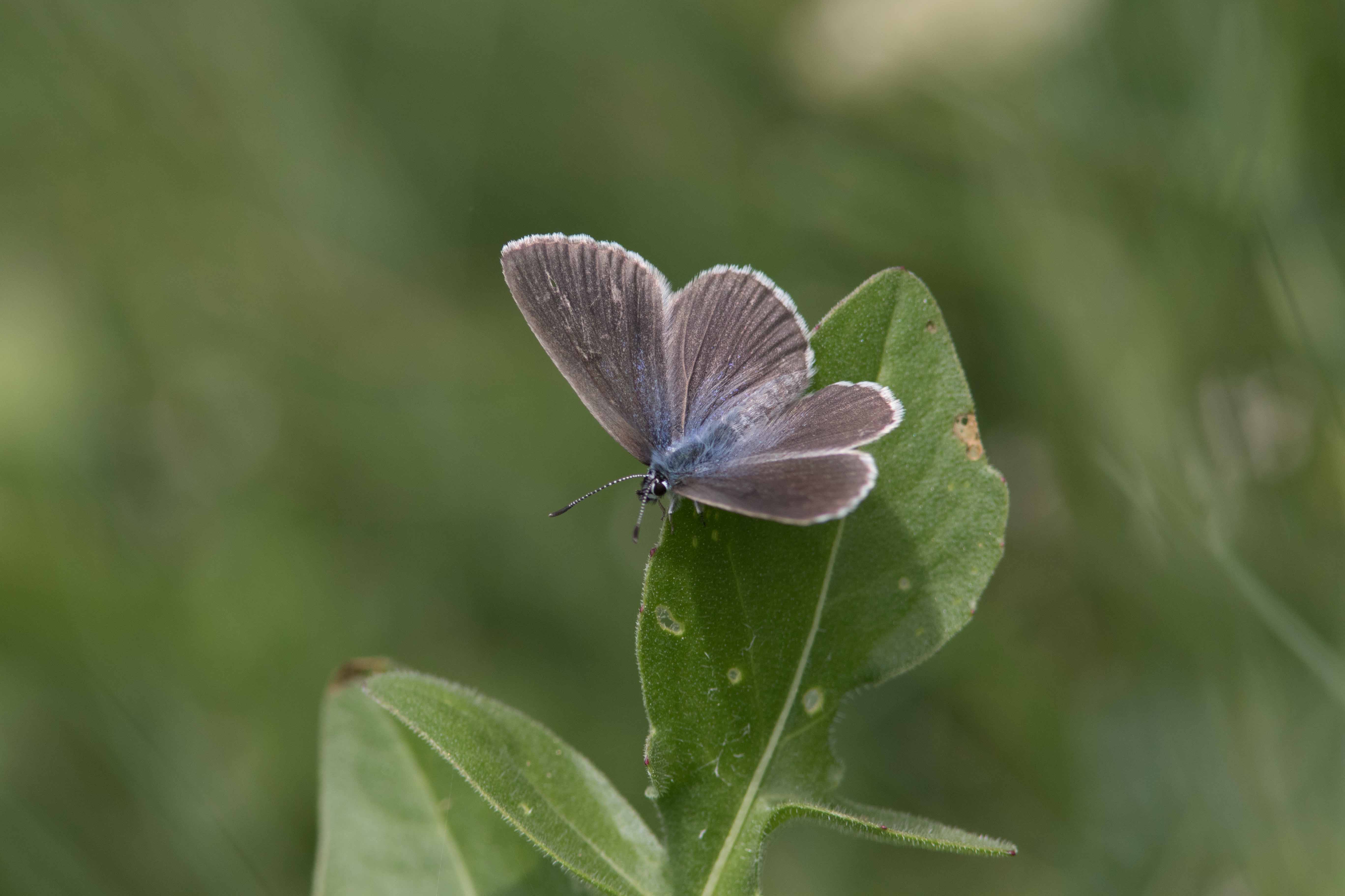 Miniature