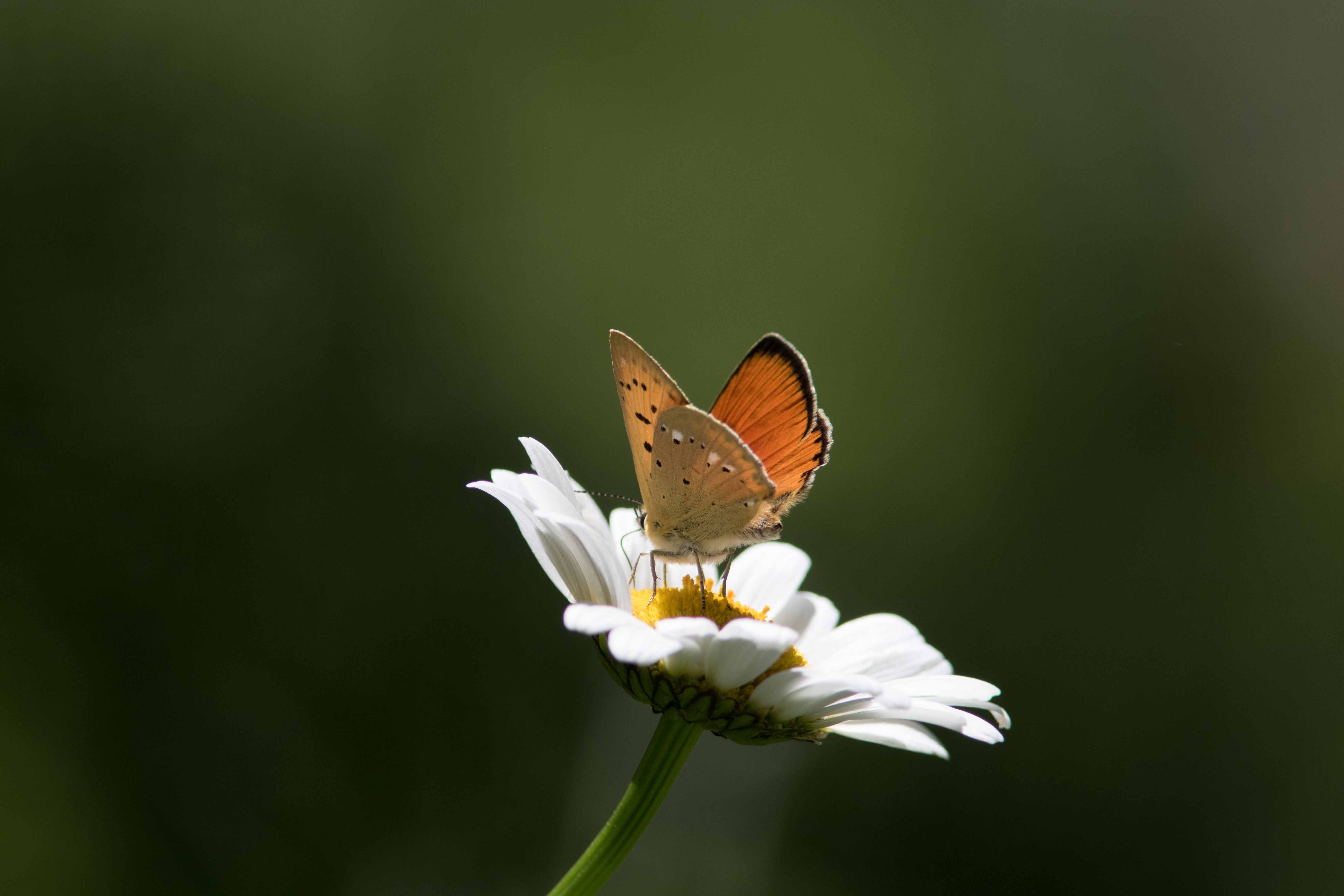 Miniature