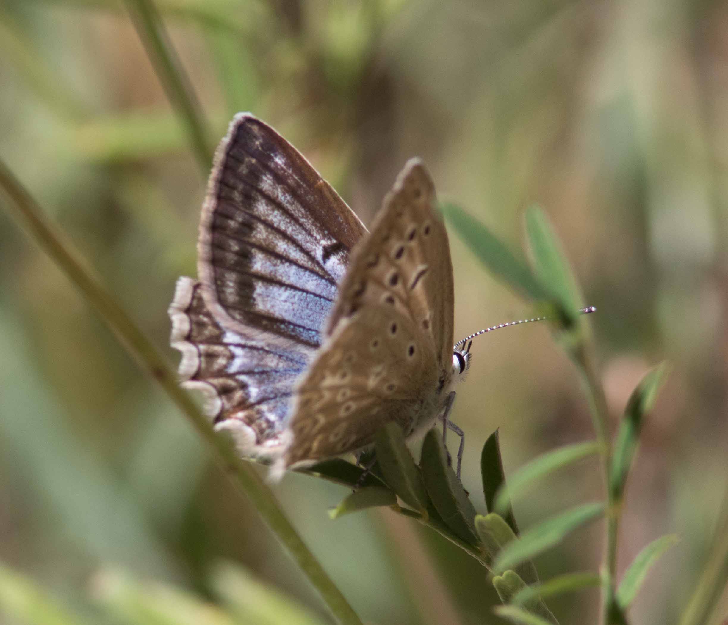 Miniature