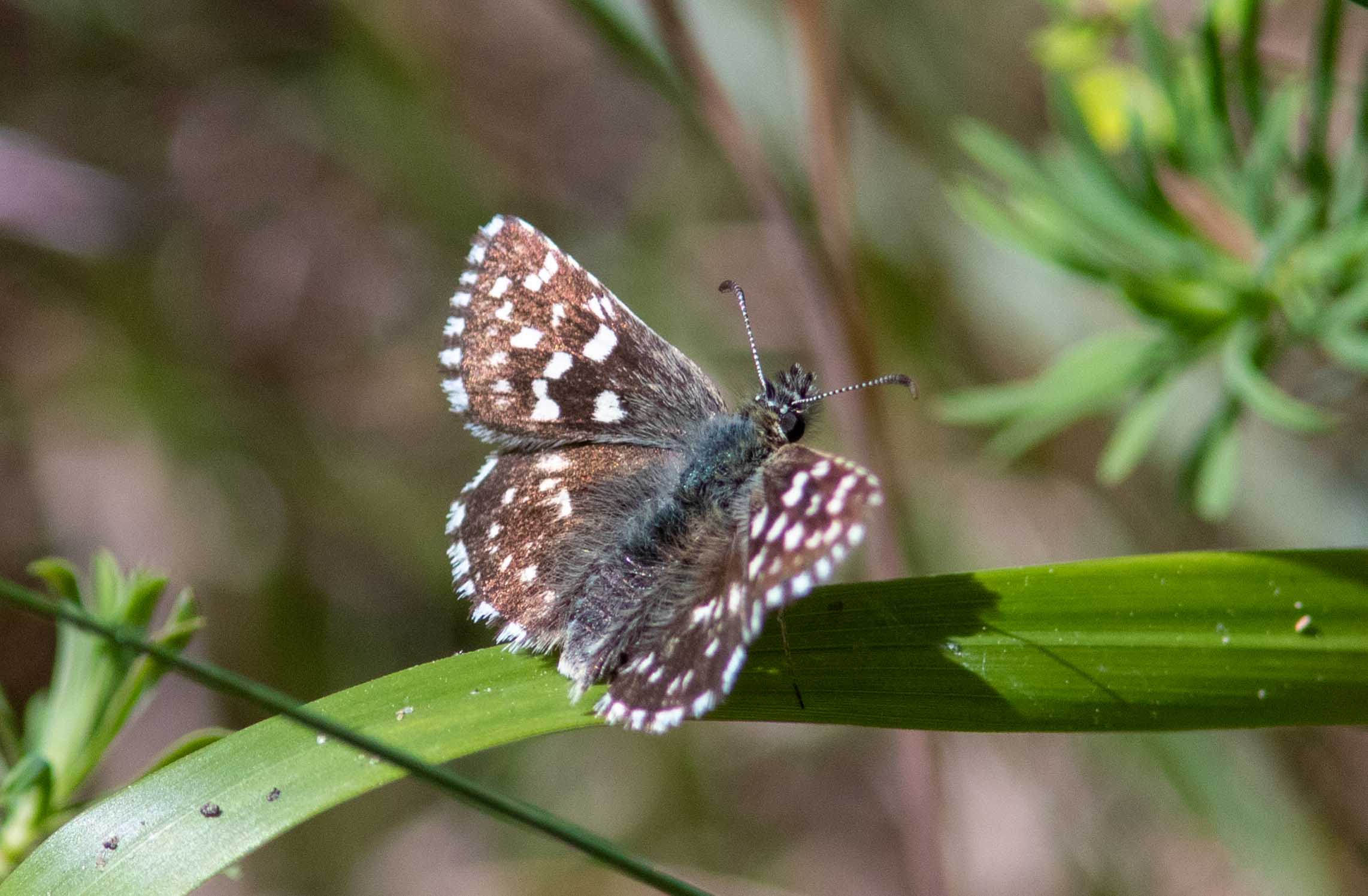 Miniature