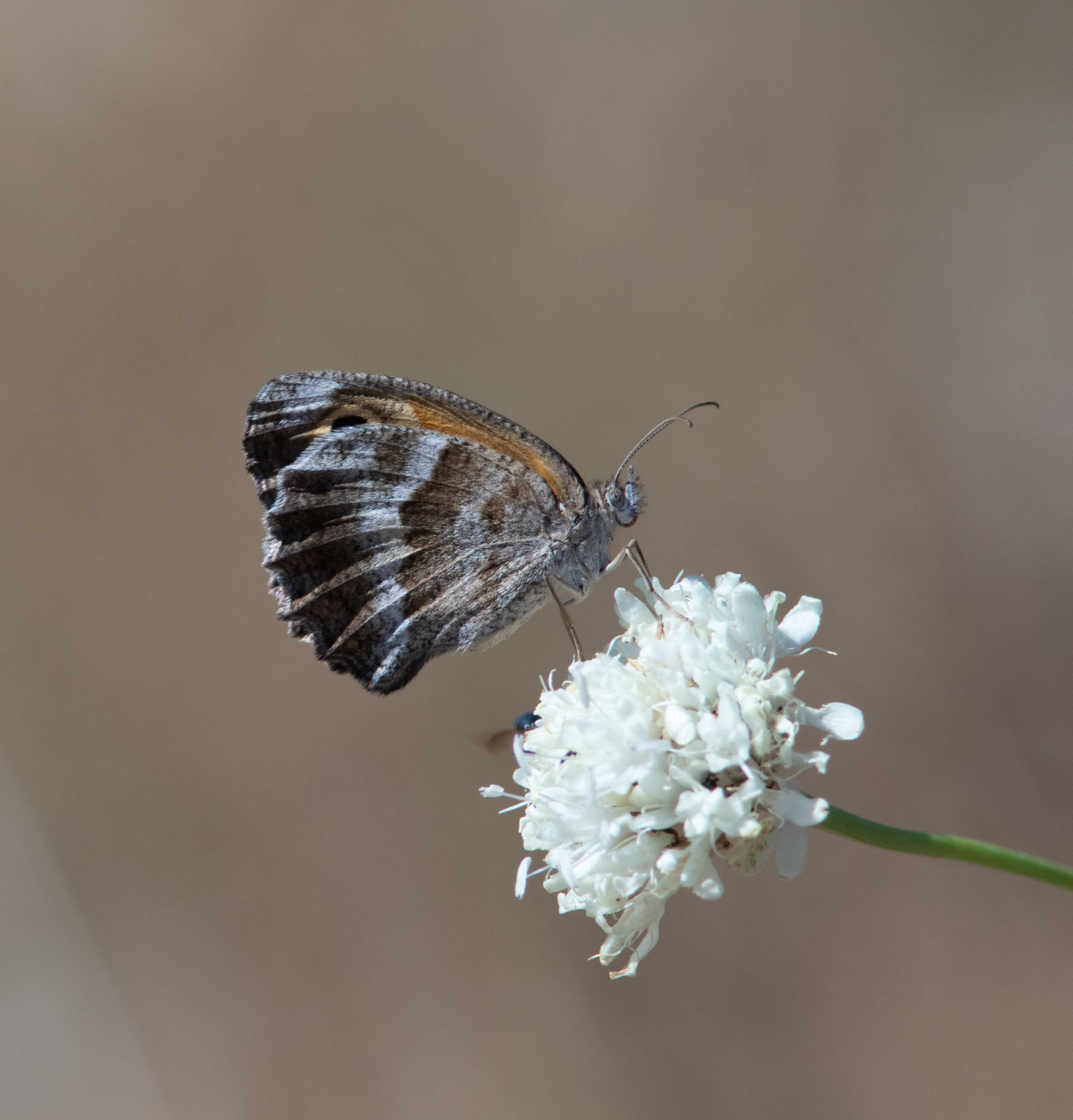 Miniature