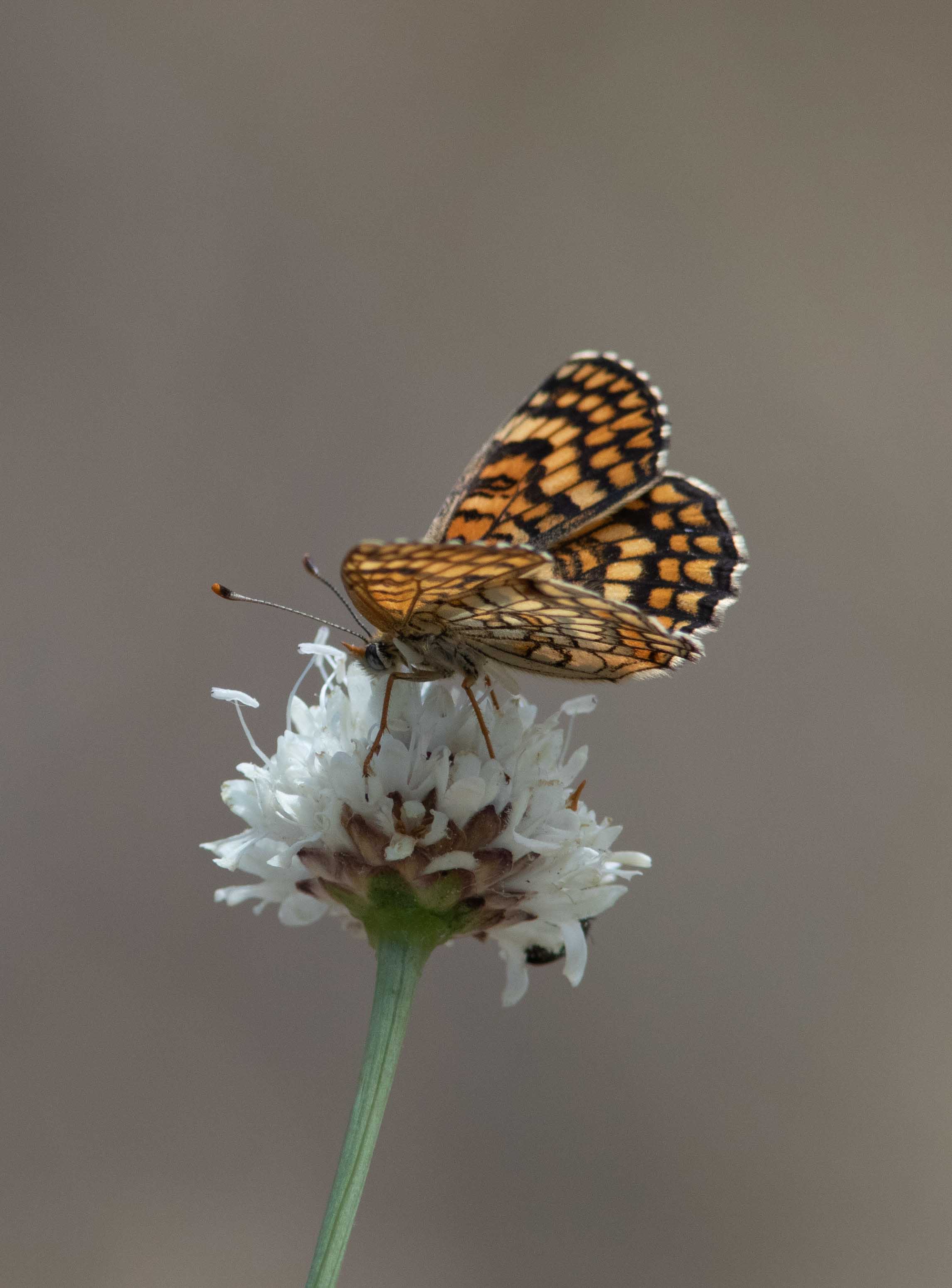 Miniature