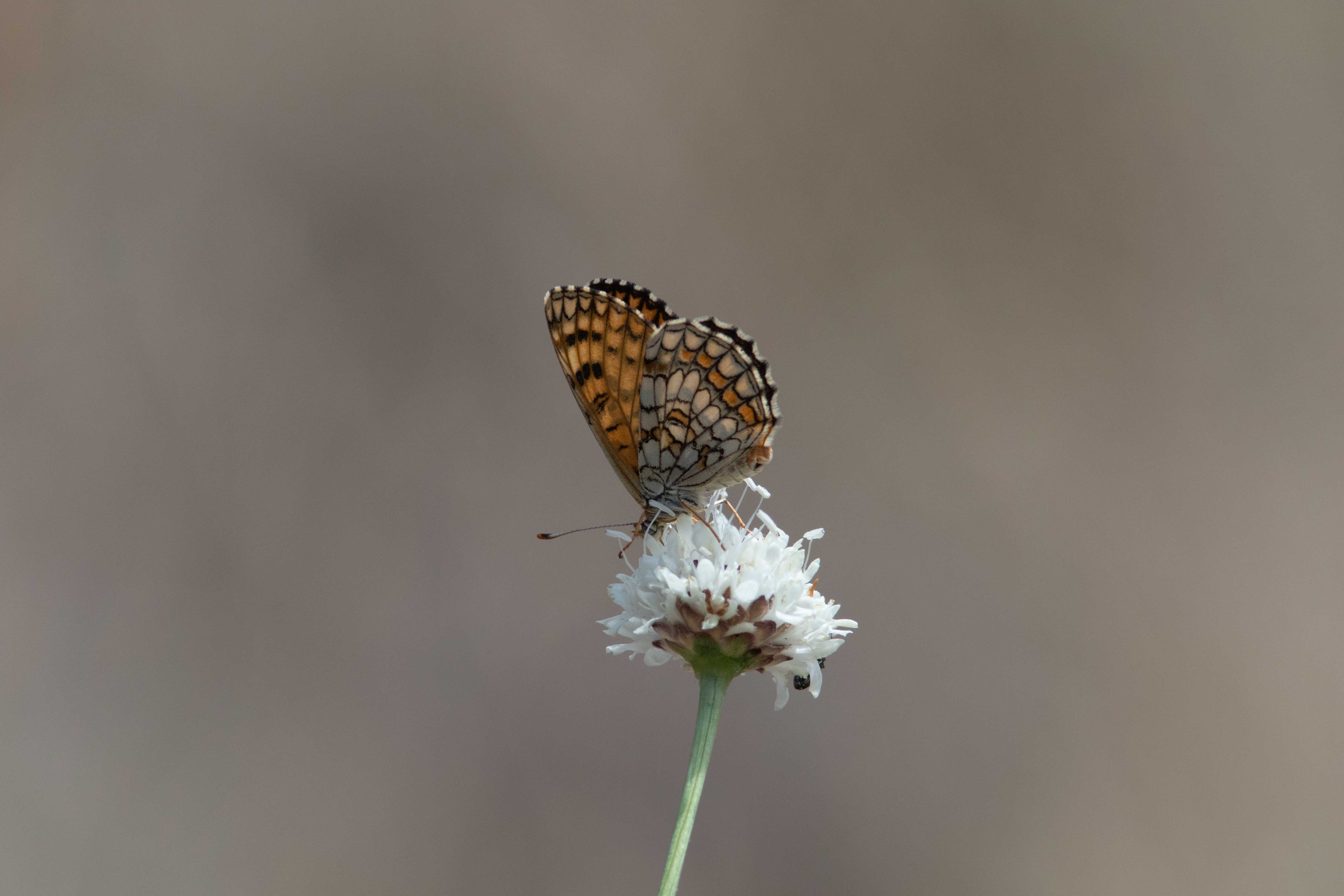 Miniature