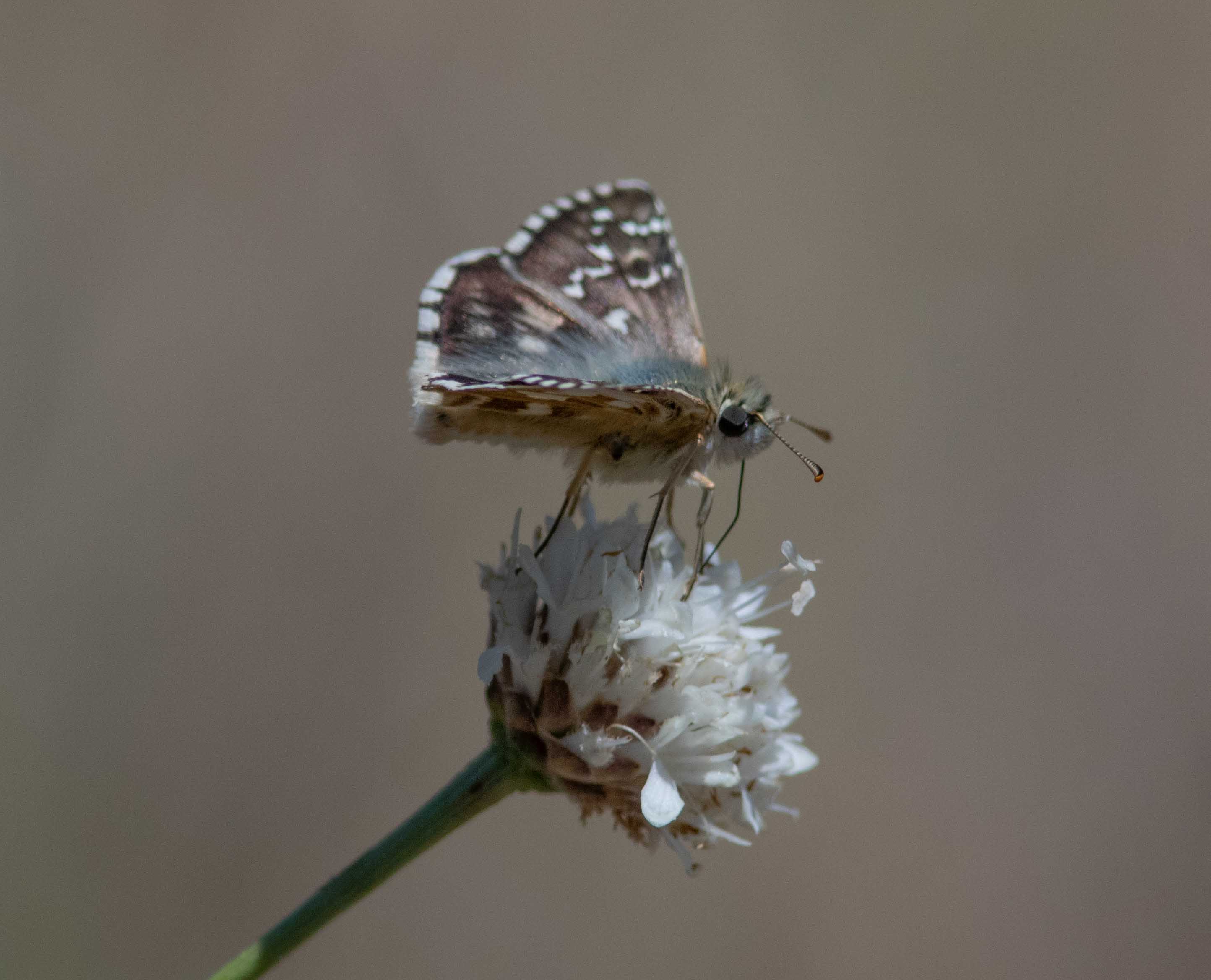 Miniature