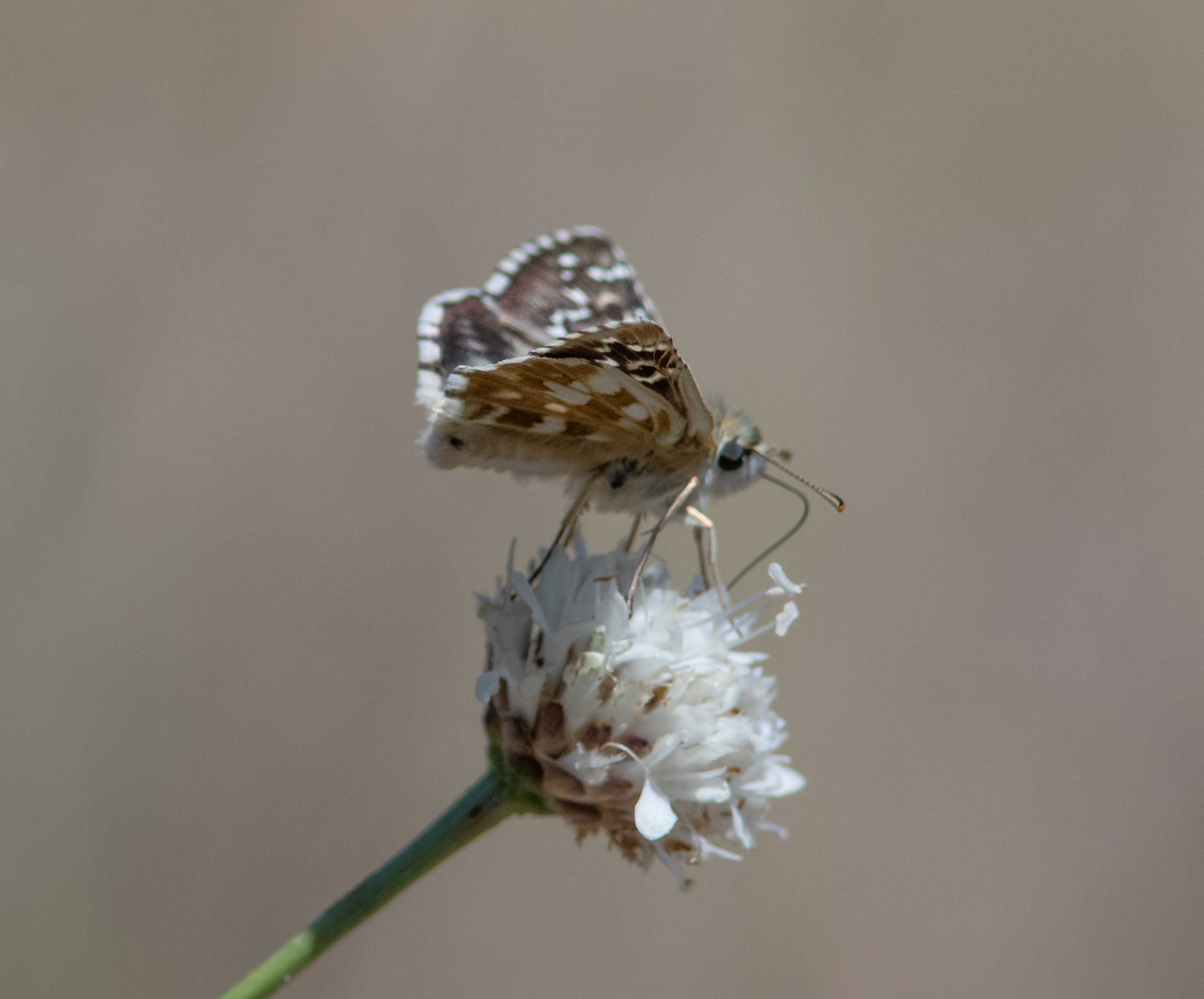 Miniature