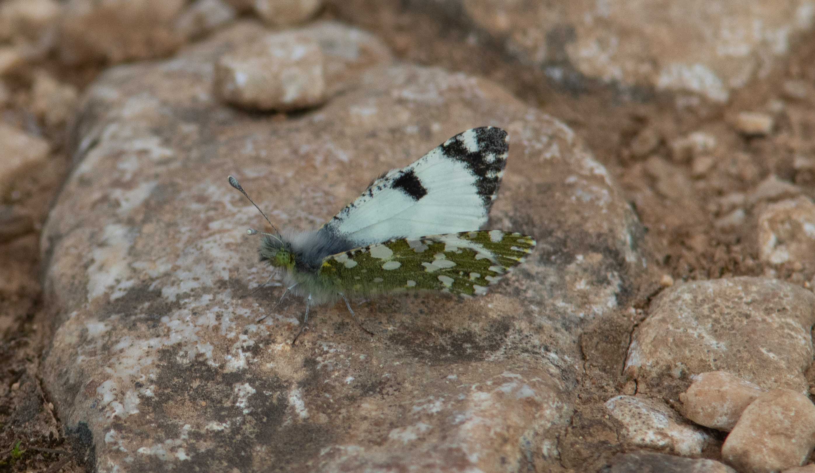 Miniature