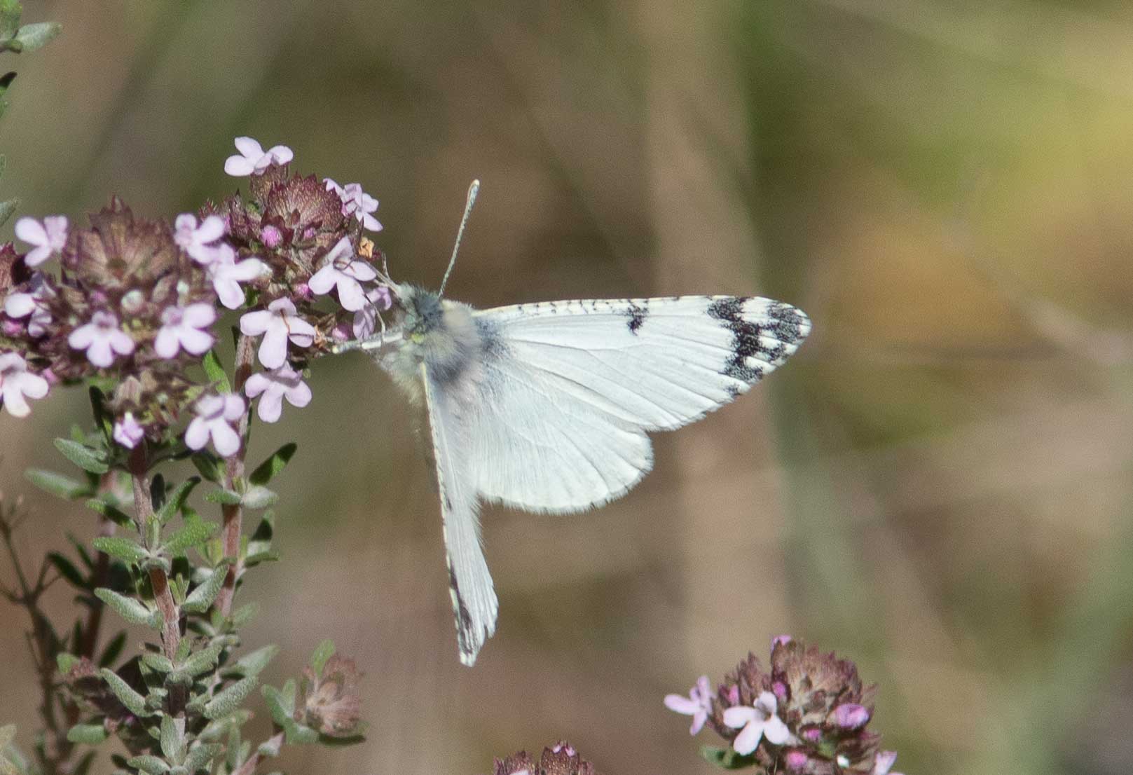 Miniature